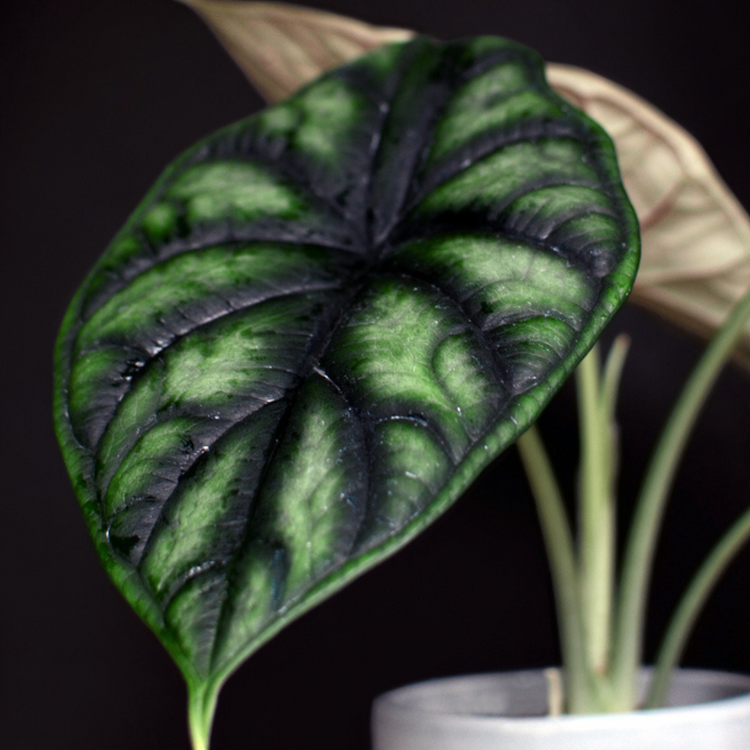 Alocasia