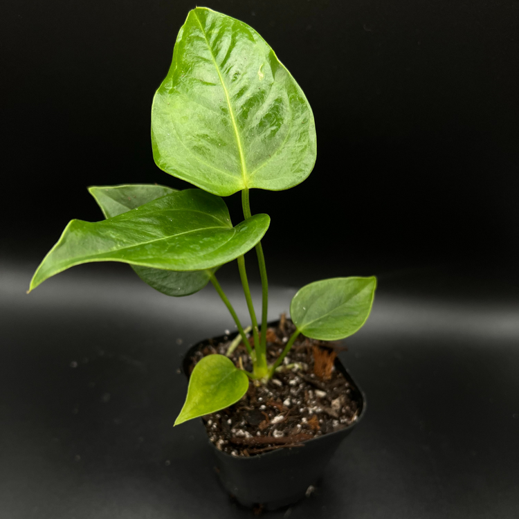 Anthurium