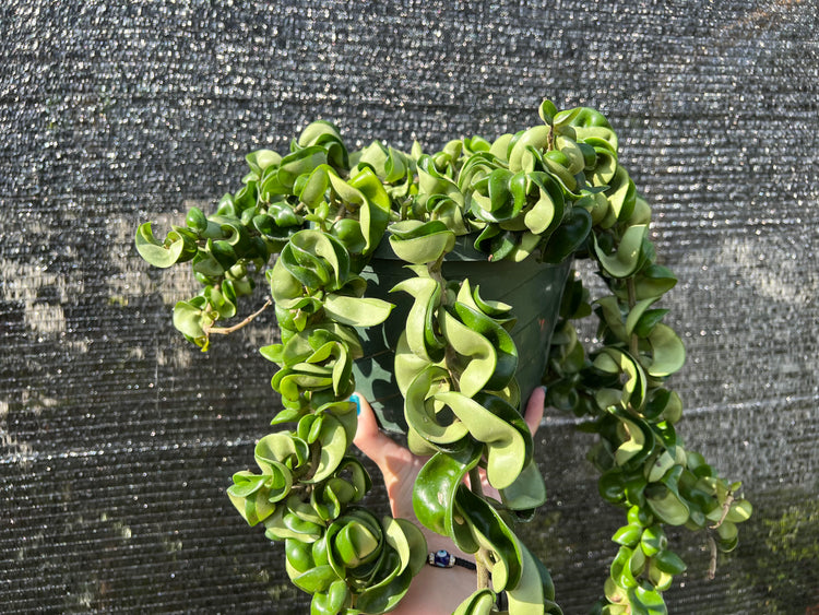 Hoya