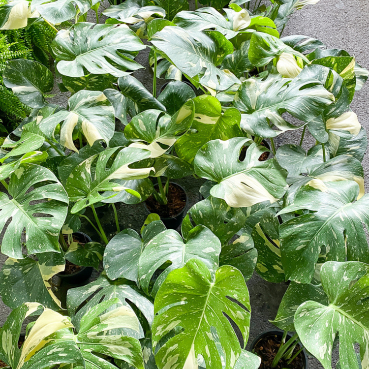 Monstera