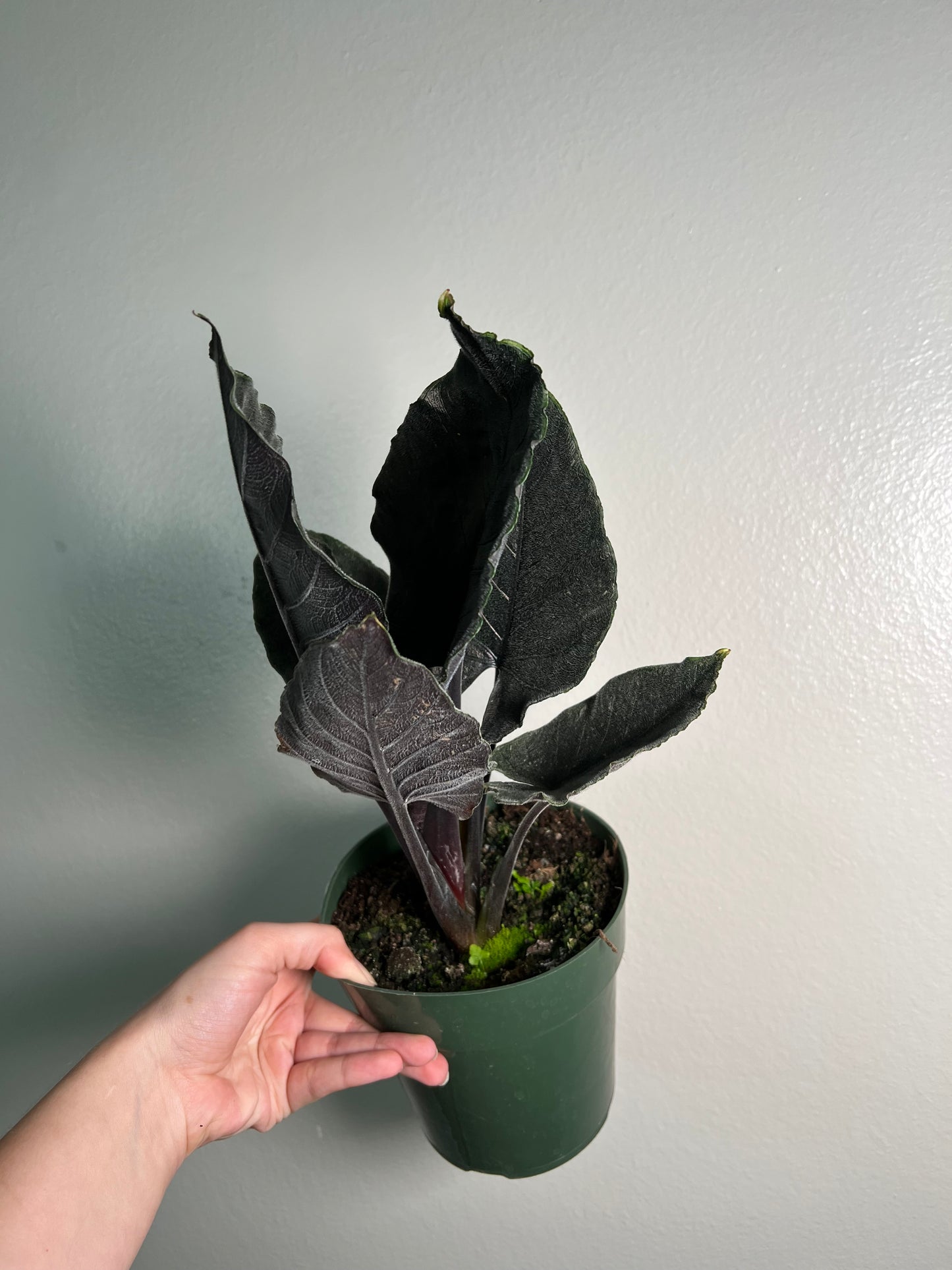 6” Alocasia Antoro Velvet