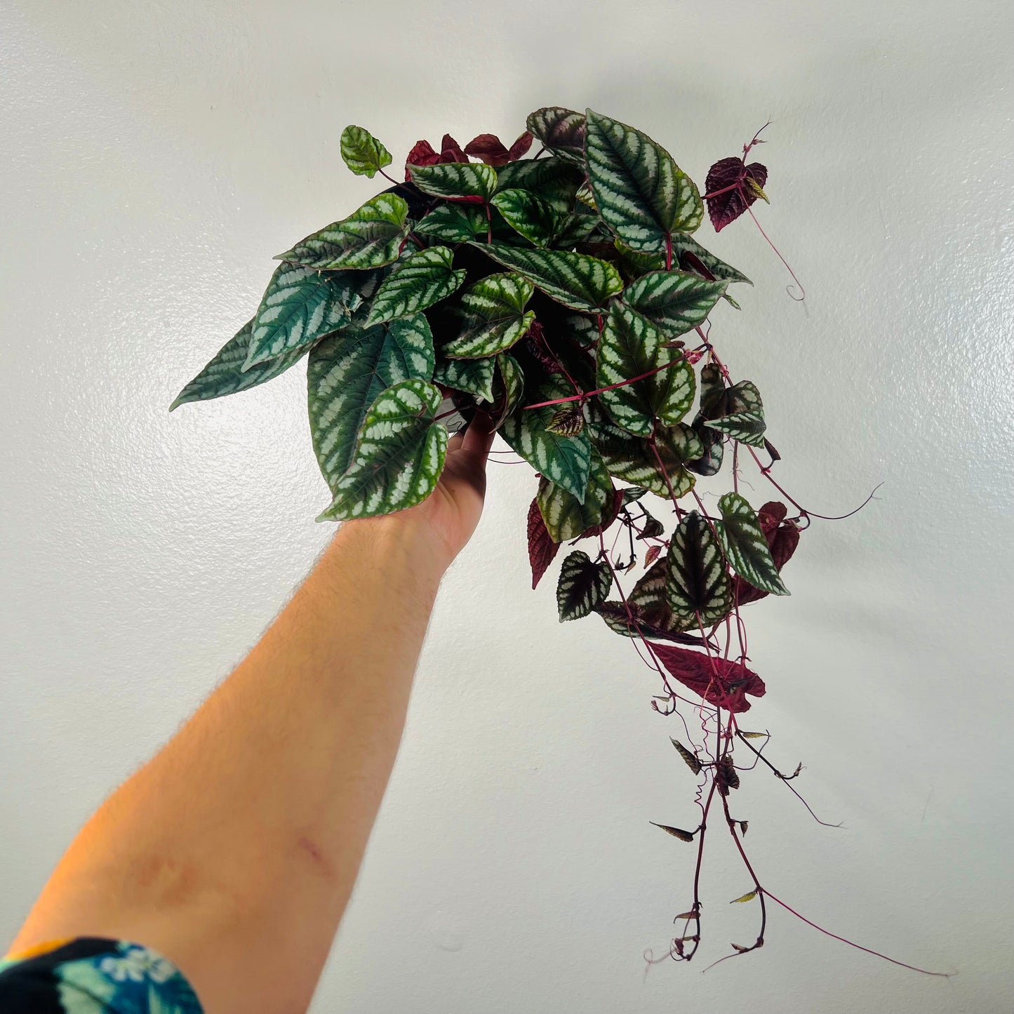 6” Cissus Discolor