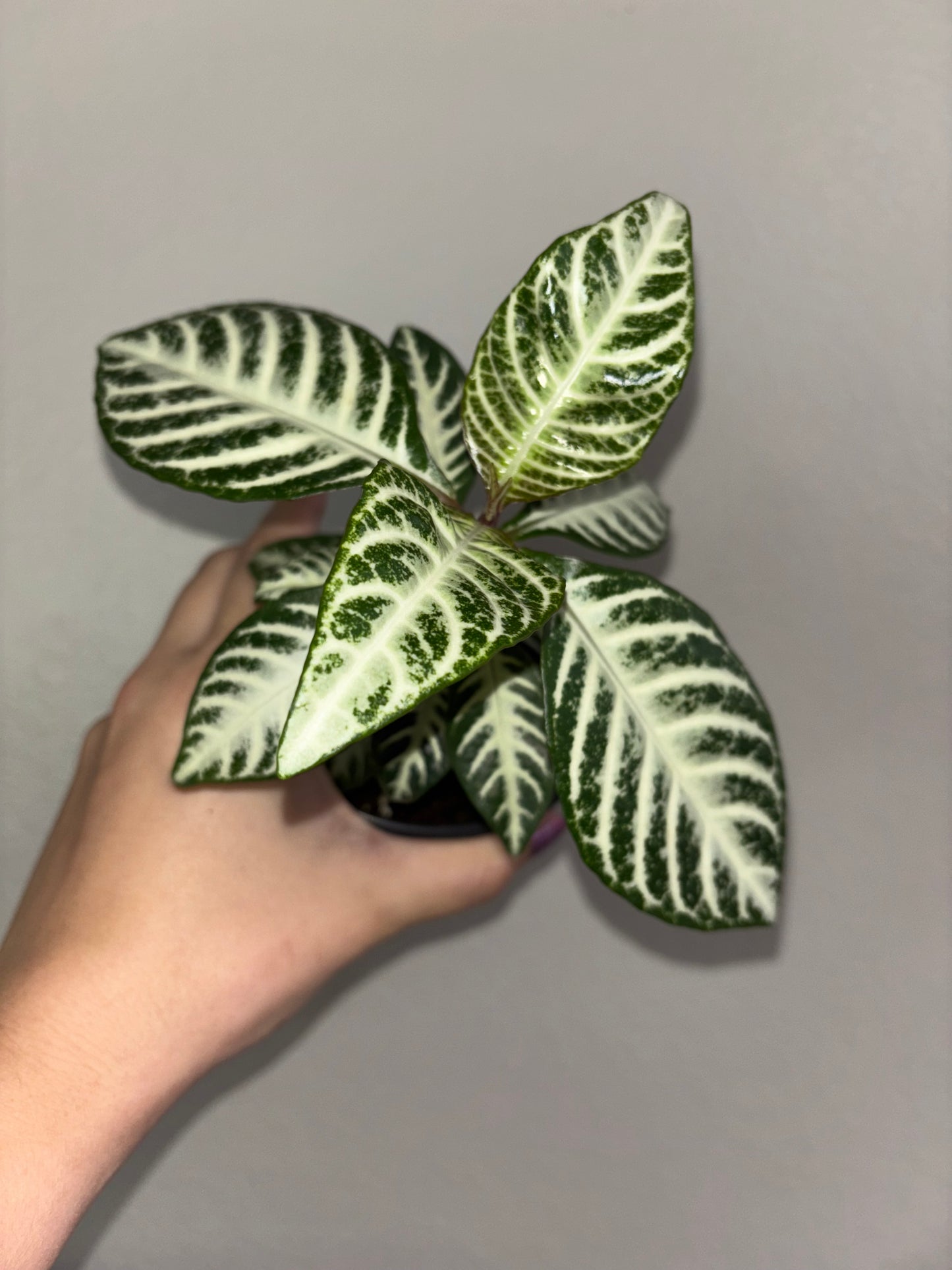 4” Zebra Plant