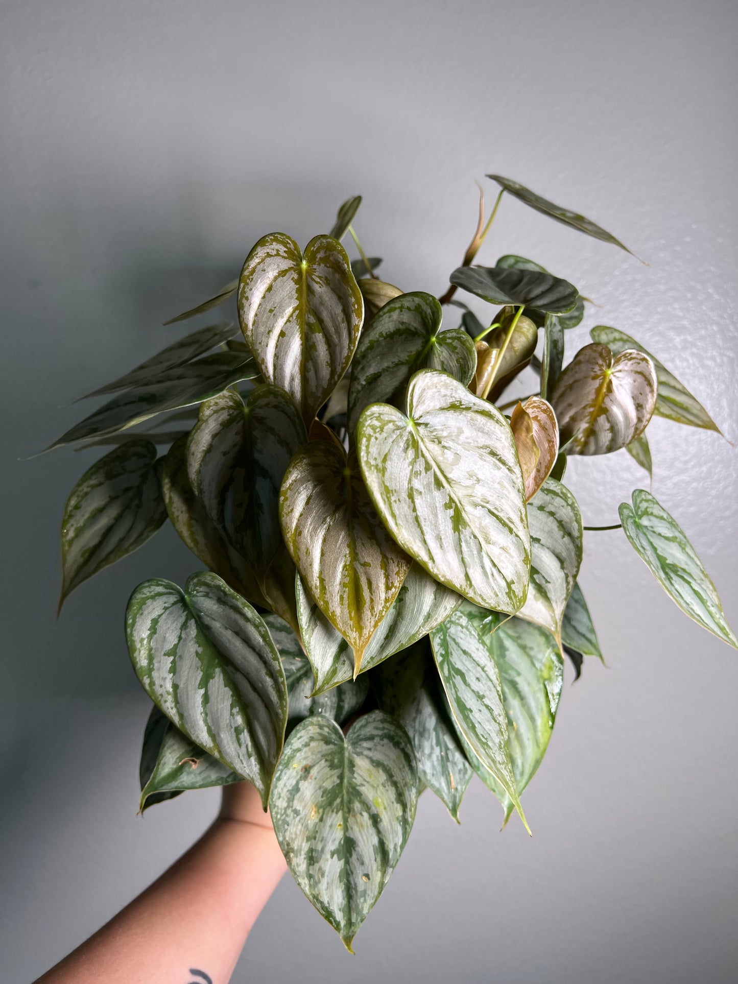 6” Philodendron Brandtianum