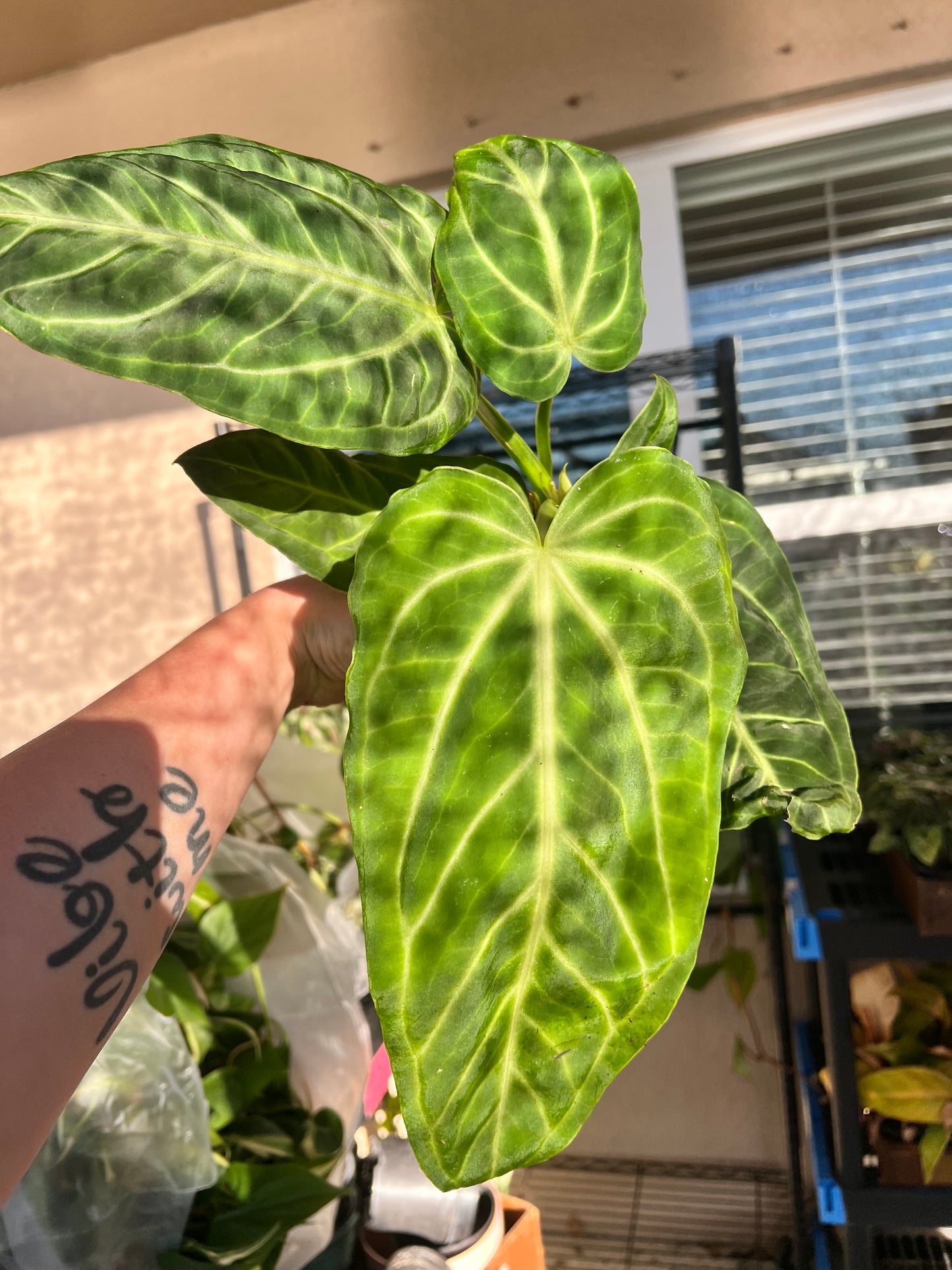 4” Anthurium Villenorium