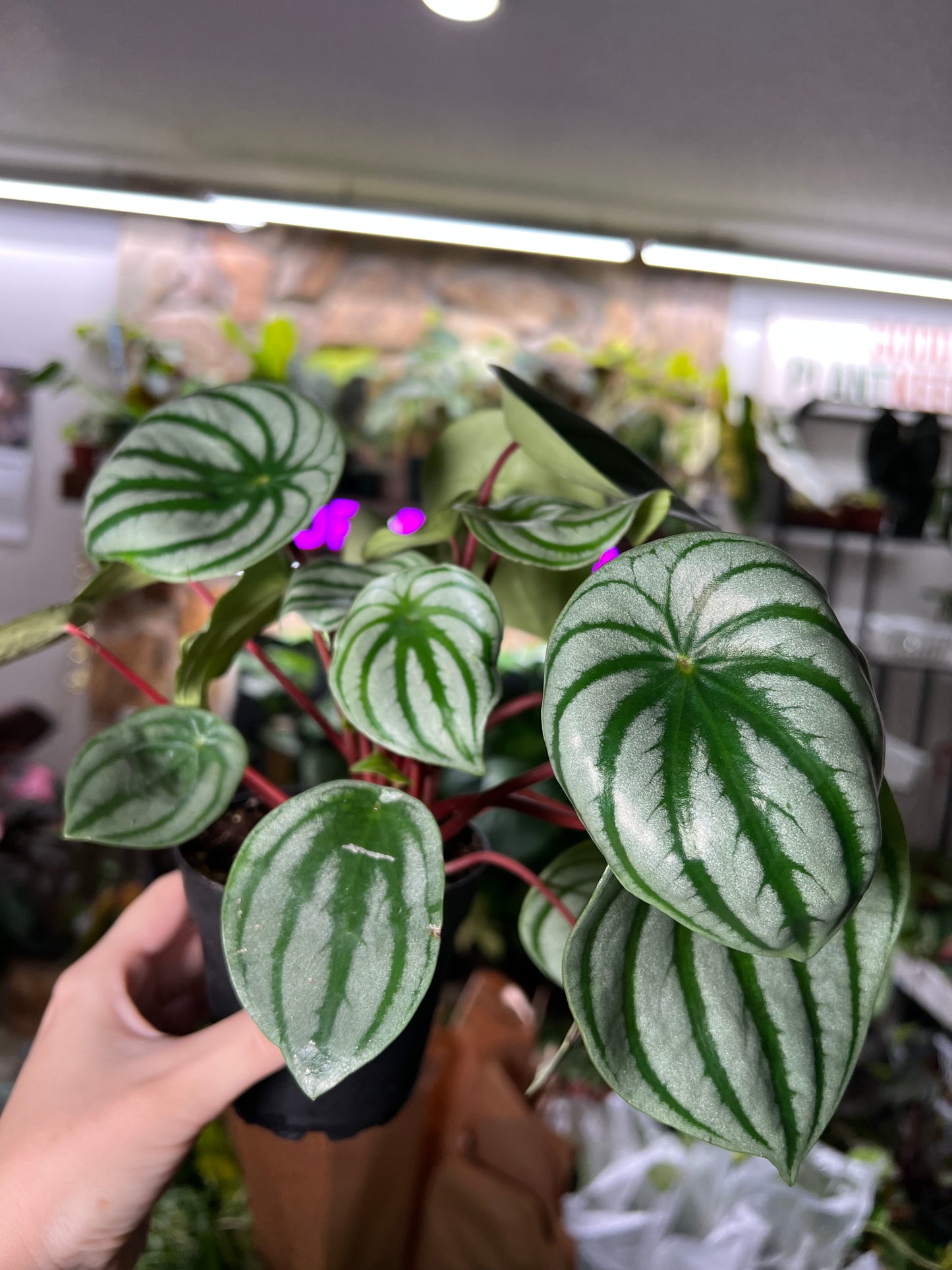 4” Peperomia Watermelon