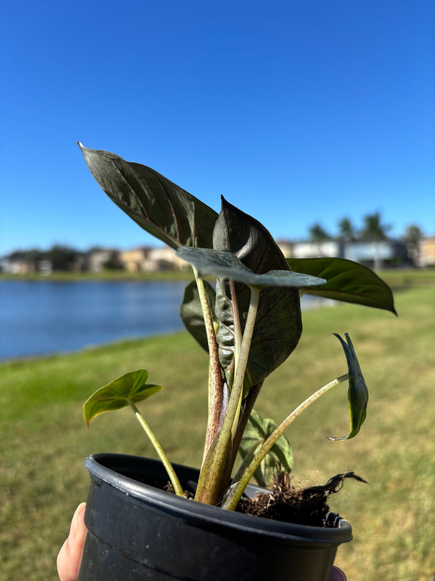 4” Alocasia Yucatán Princess (Green)