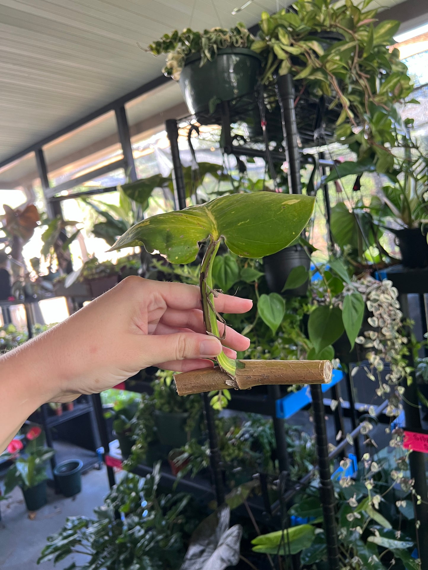 GIANT Hawaiian Pothos Mid Cut