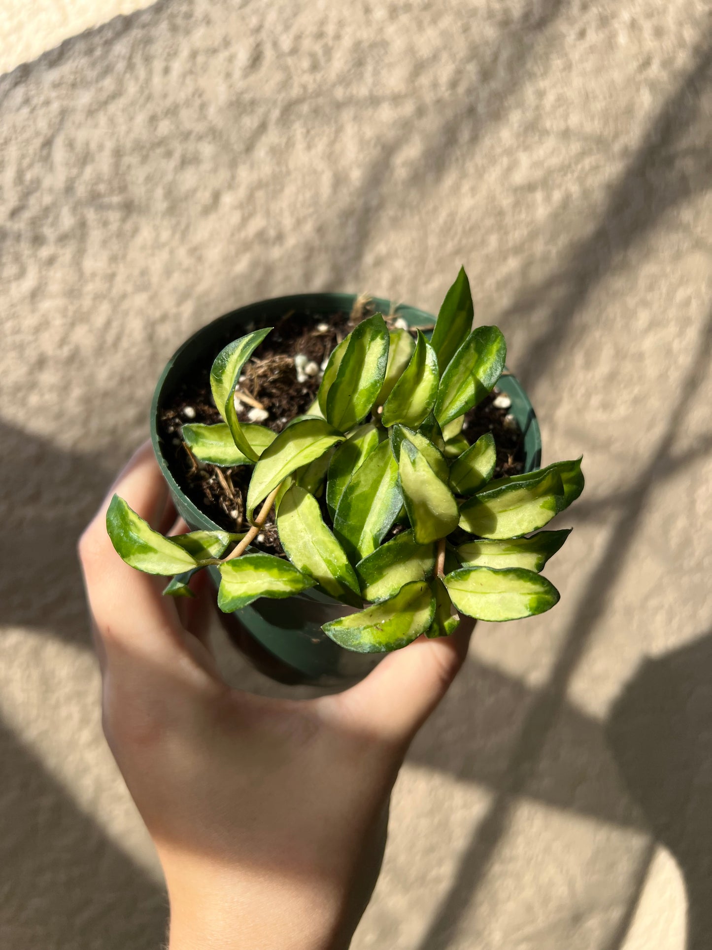 4” Hoya Lacunosa Bruno