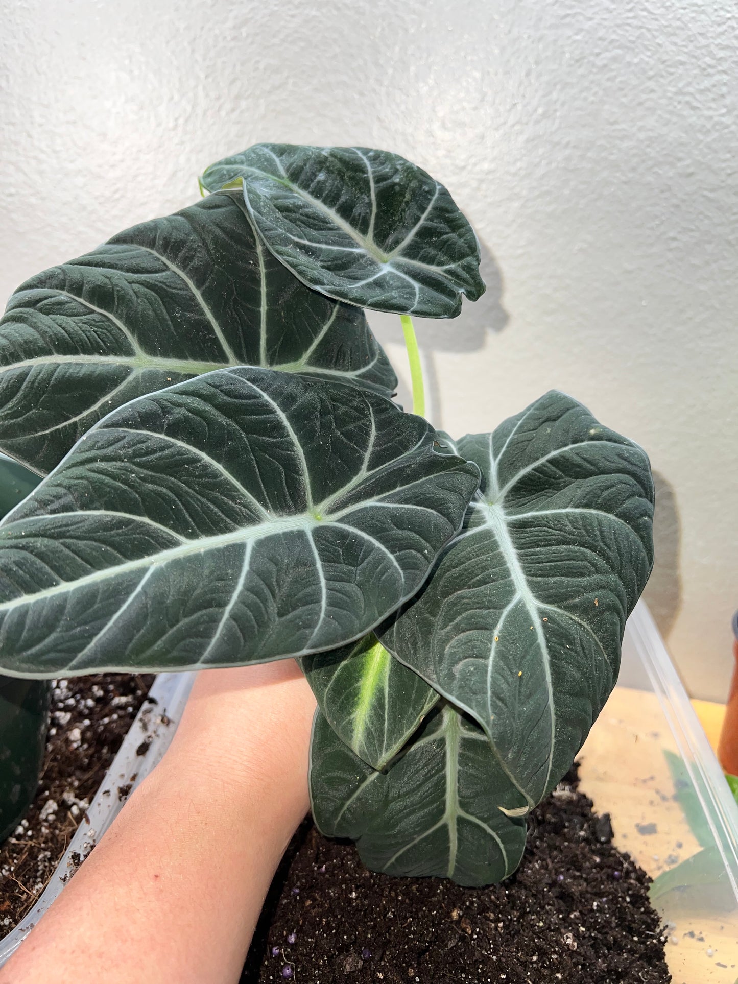 CORMS: Alocasia Black Velvet