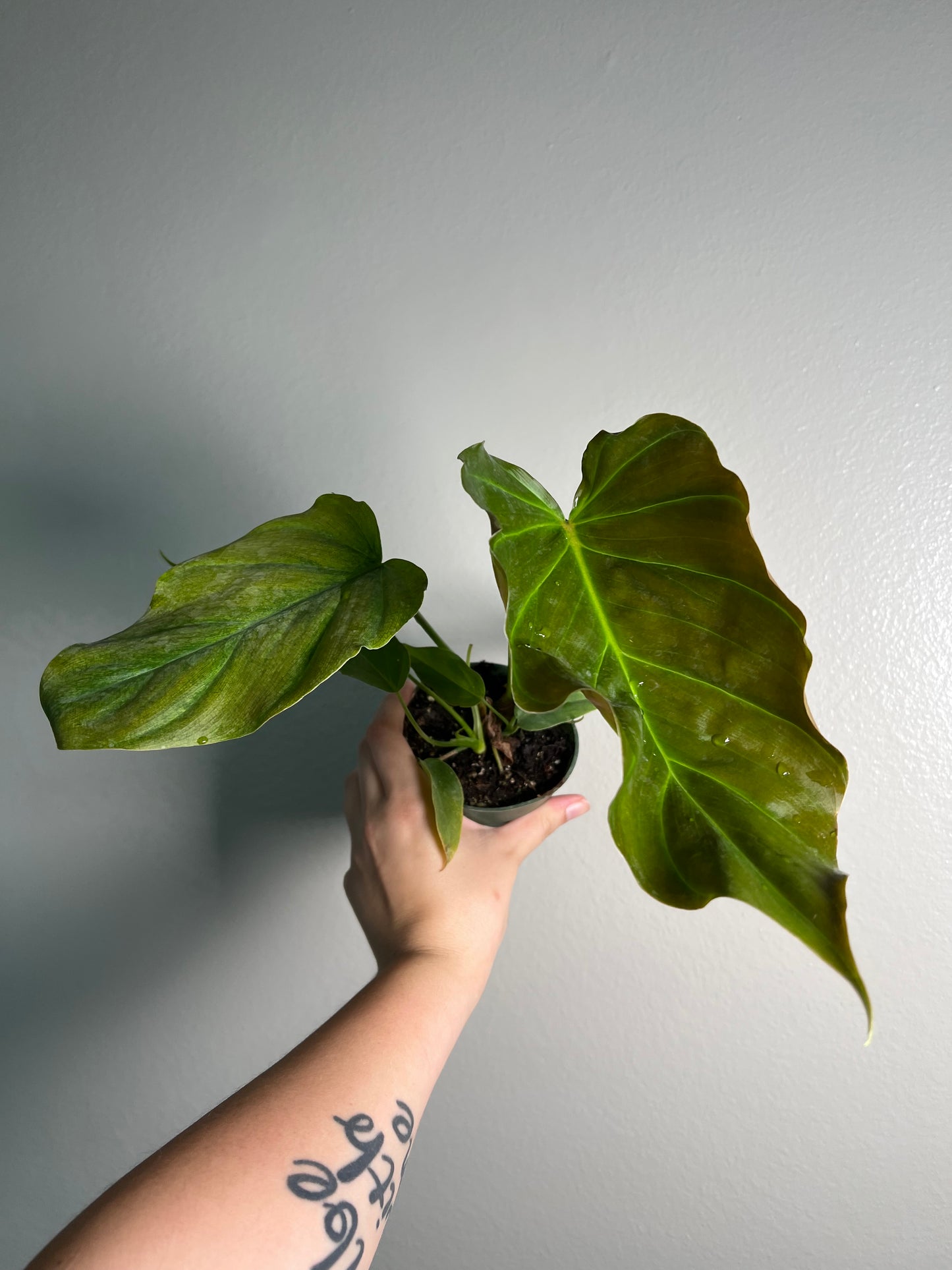 4” Philodendron Corsinianum