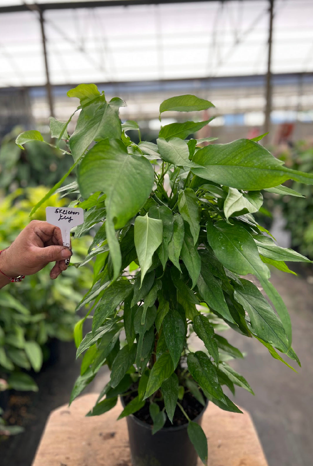 8” Epipremnum Pinnatum ‘Skeleton Key’ Totem