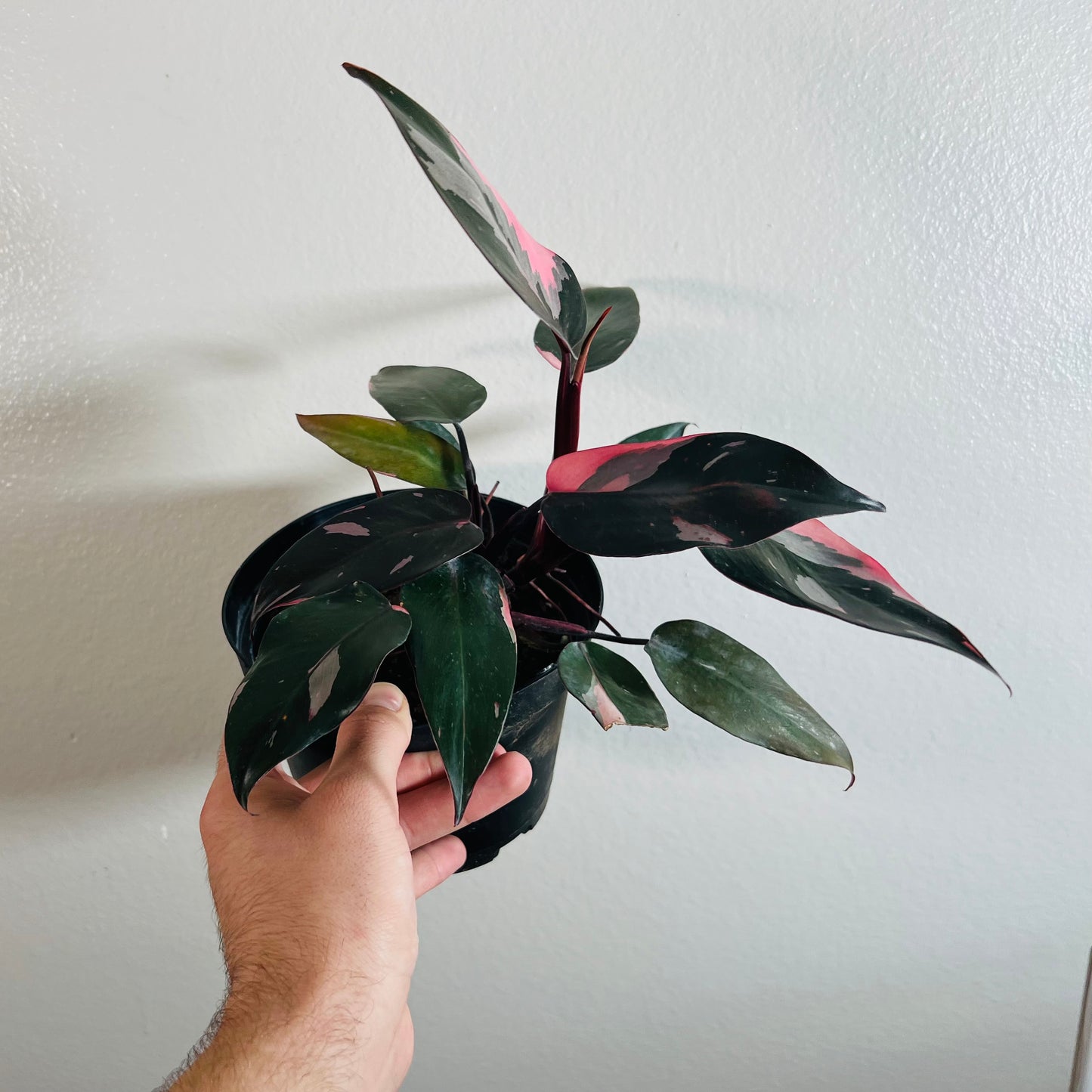6” Philodendron Pink Princess