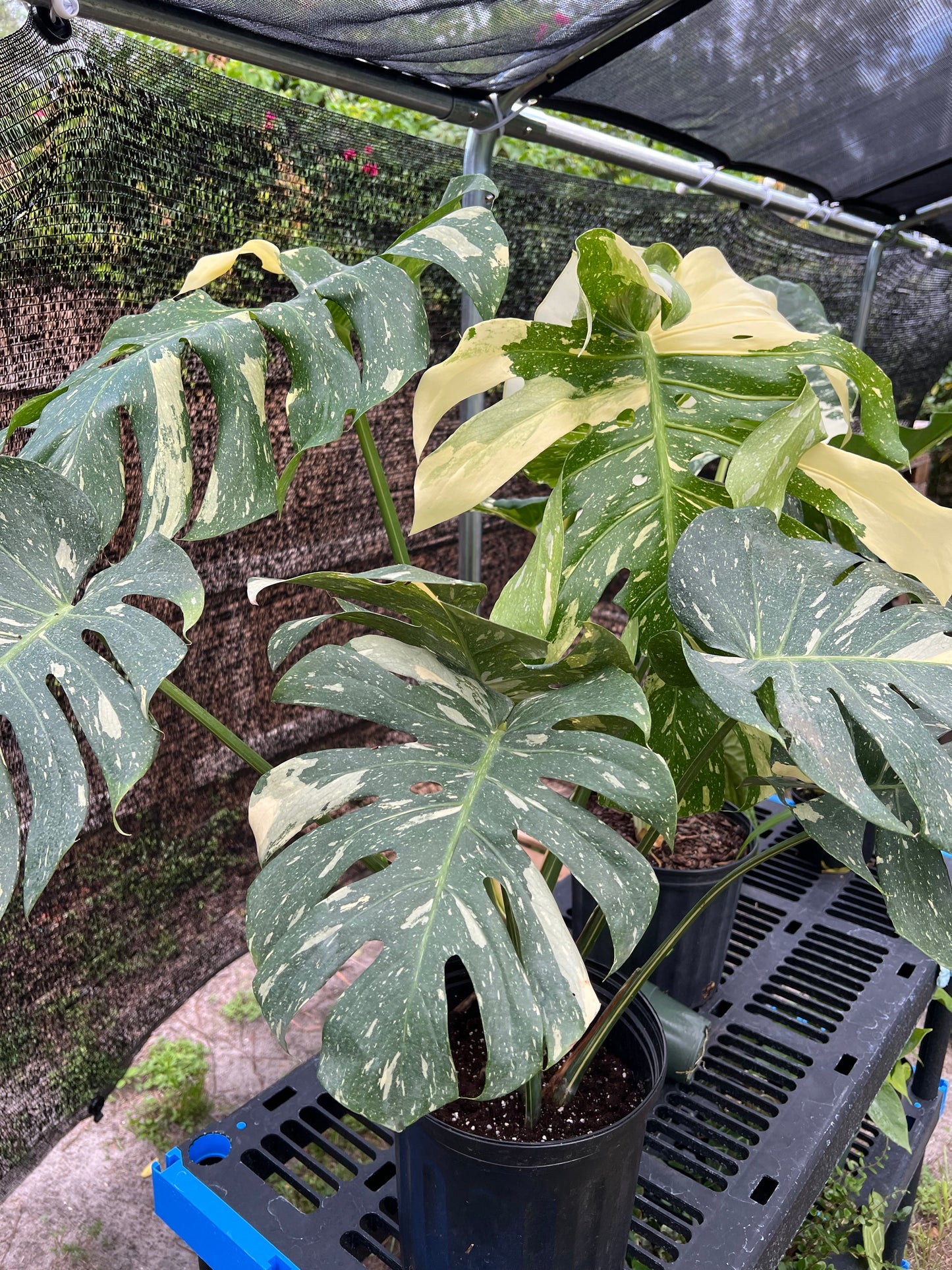 10” Monstera Thai Constellation