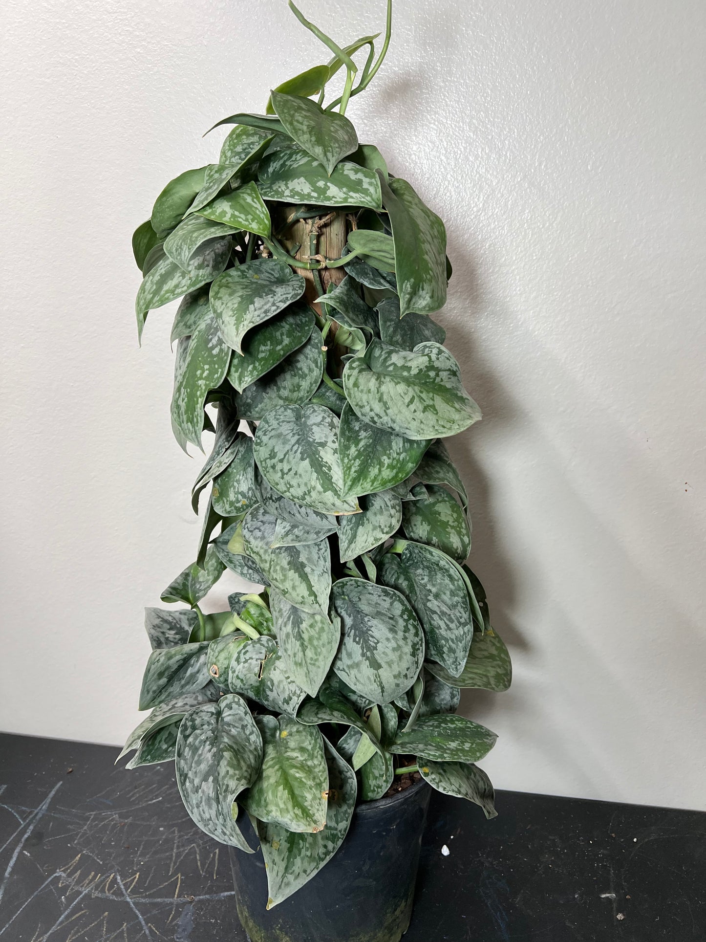 8” Scindapsus Silver Satin Totem