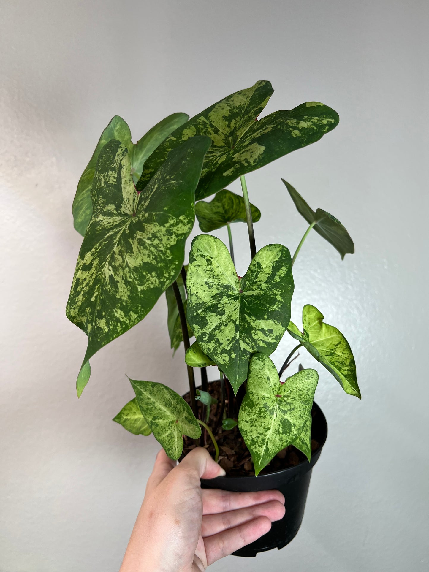 6” Caladium ‘Frog in a Blender’