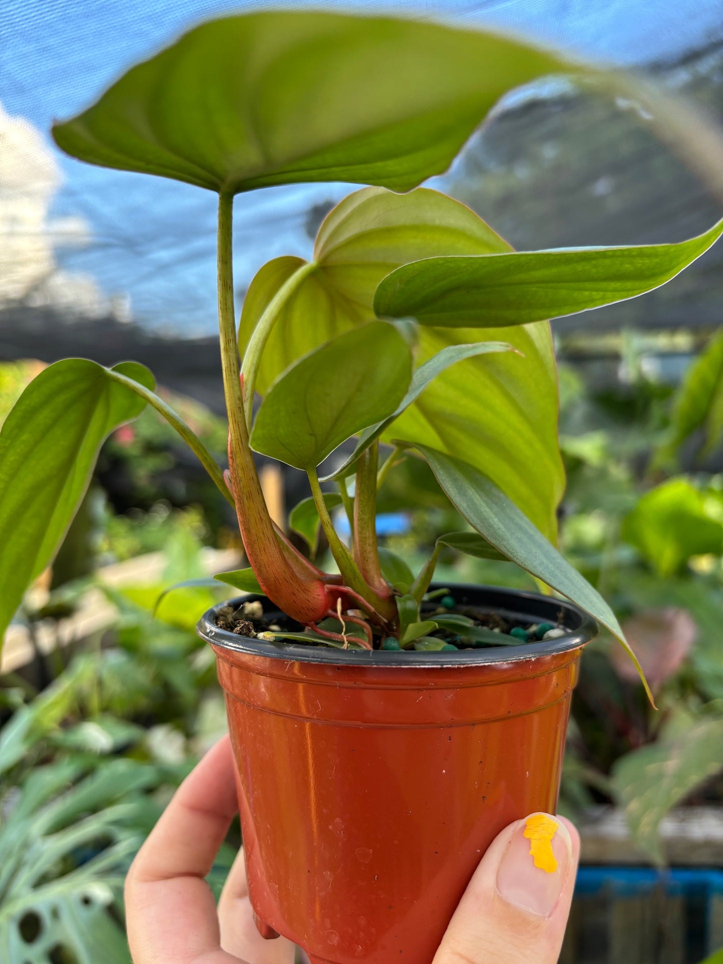 4” Philodendron Columbia