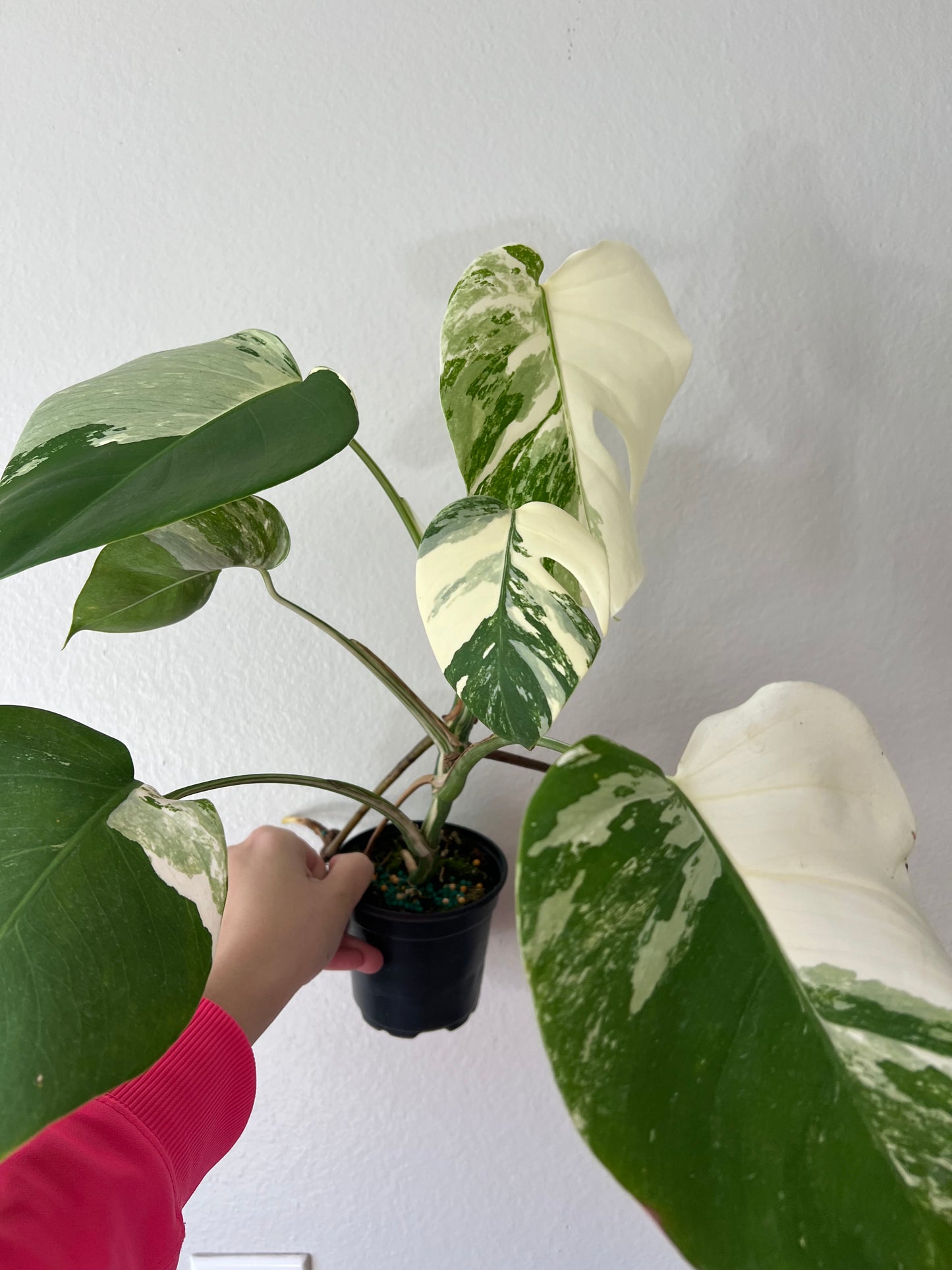 4” Monstera Albo