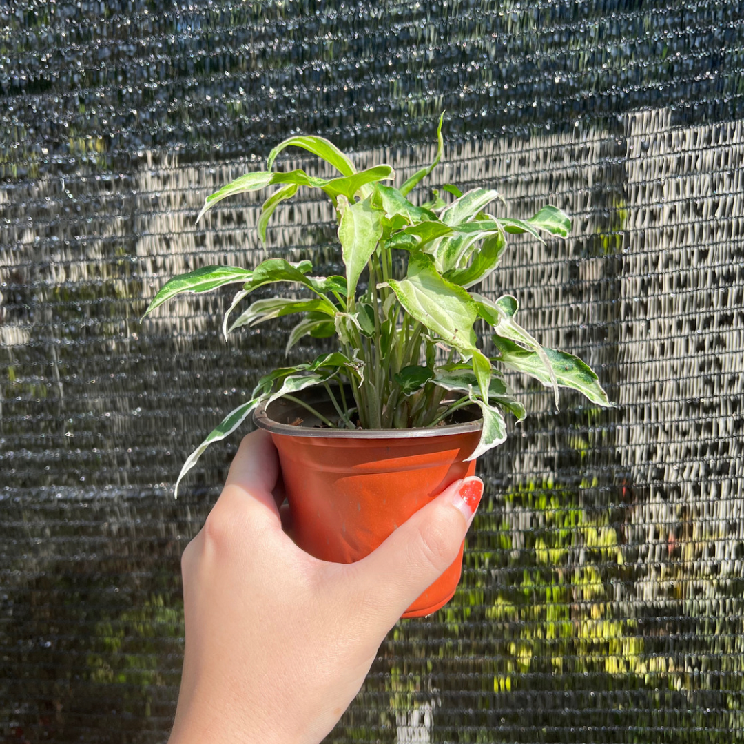 4” Syngonium Starlite