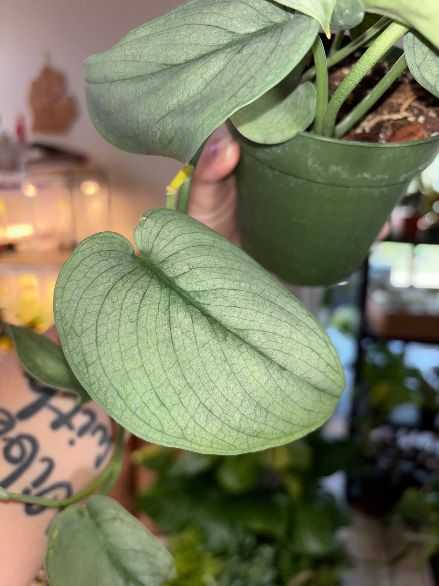 4” Scindapsus Soo Silver