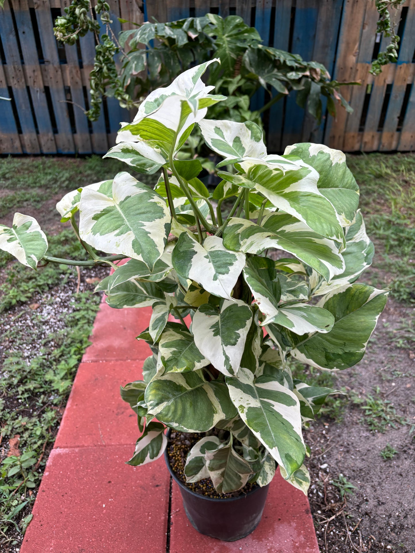 8” Njoy Pothos Totem