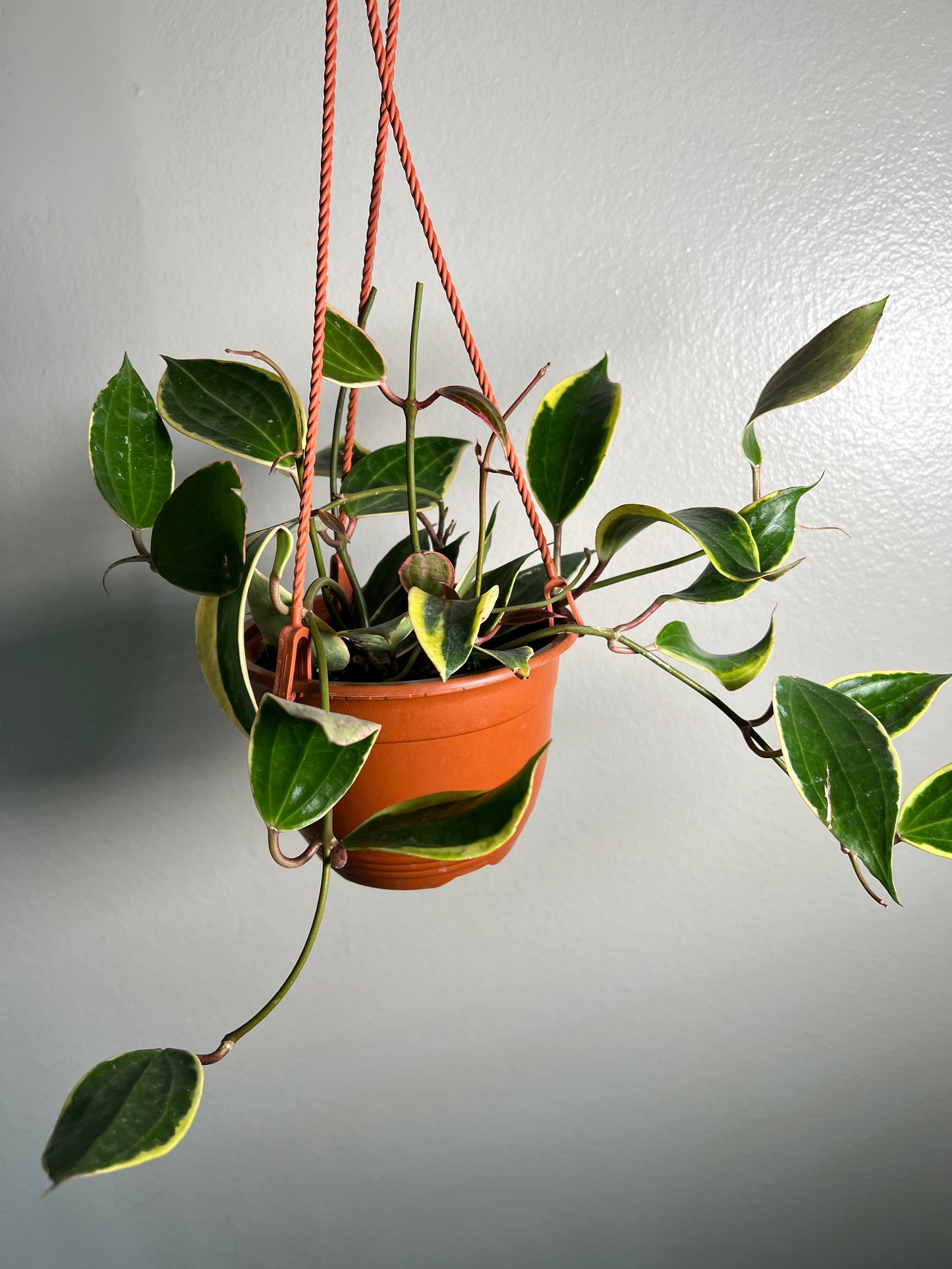 6” Hoya Macrophylla Outer Variegated Hanging Basket