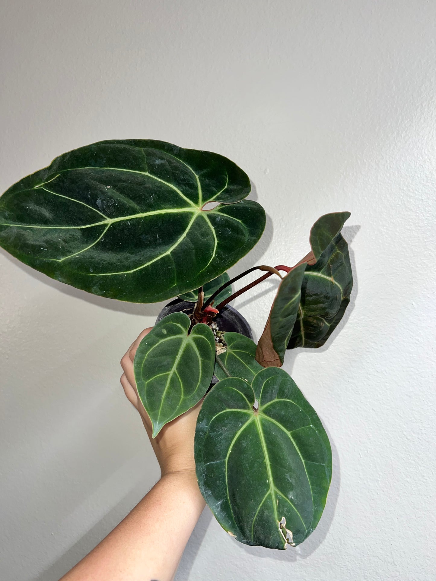 4” Anthurium Besseae X Besseae