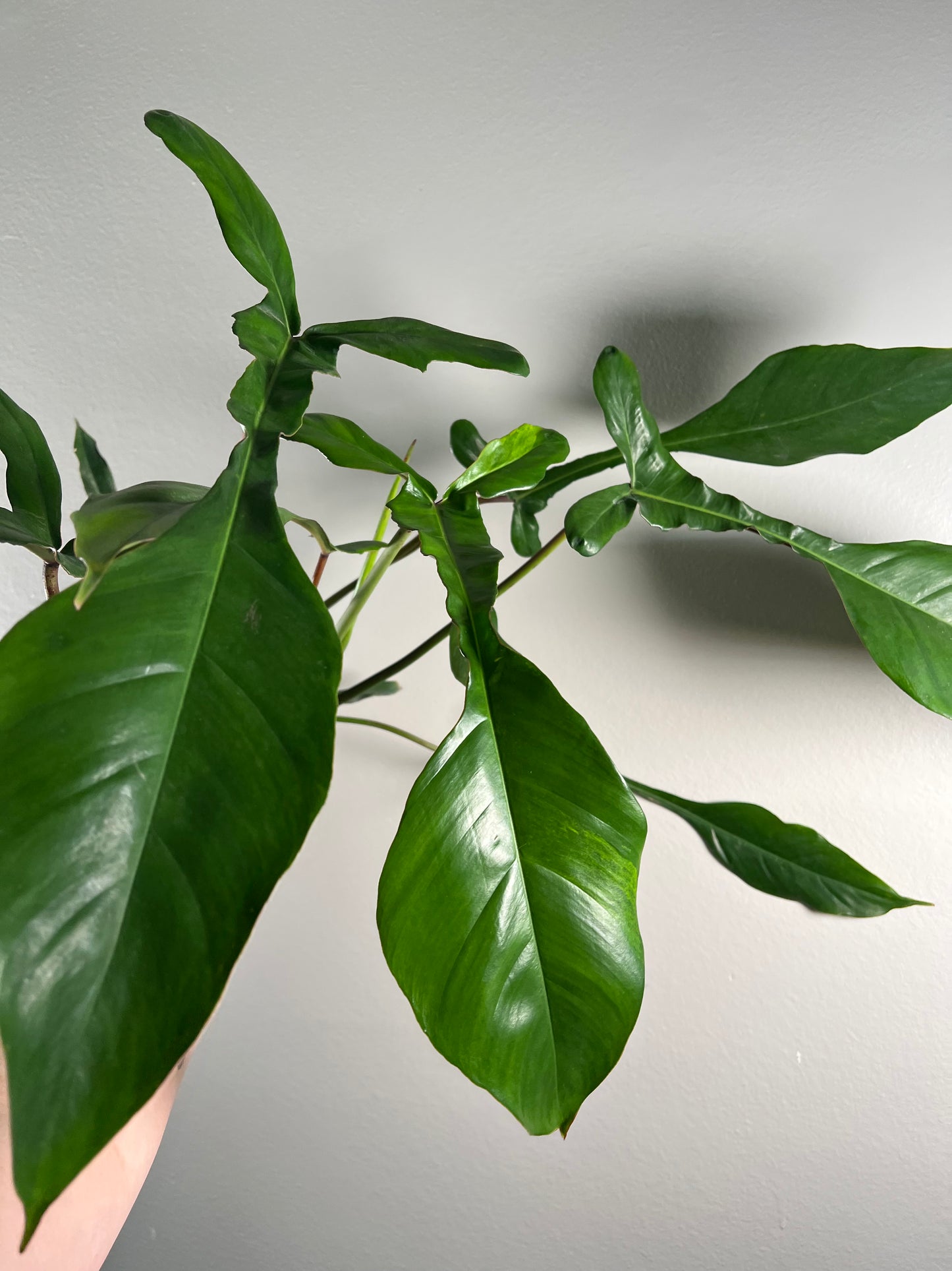6” Philodendron Joepii