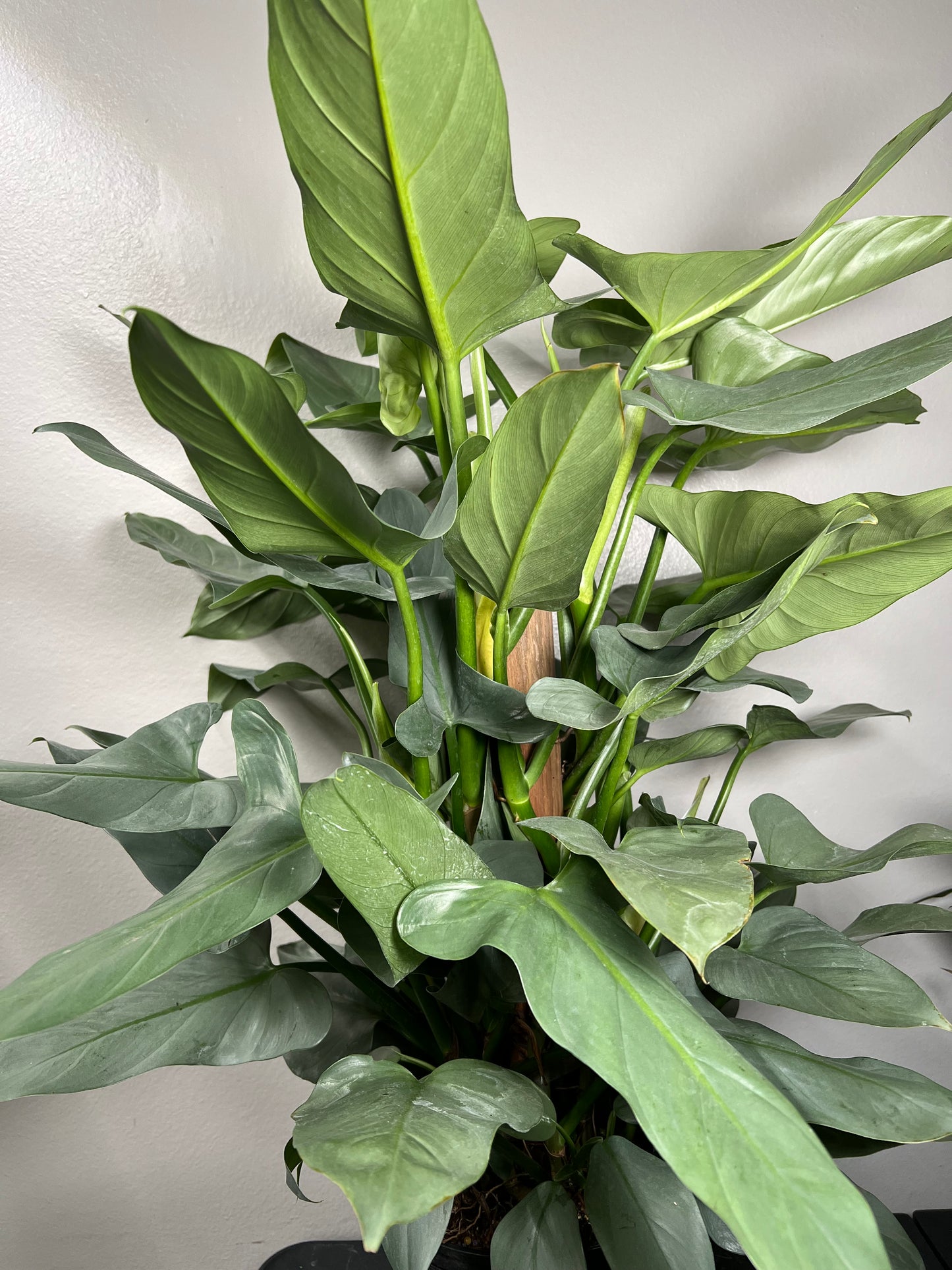 8” Philodendron Silver Sword Totem