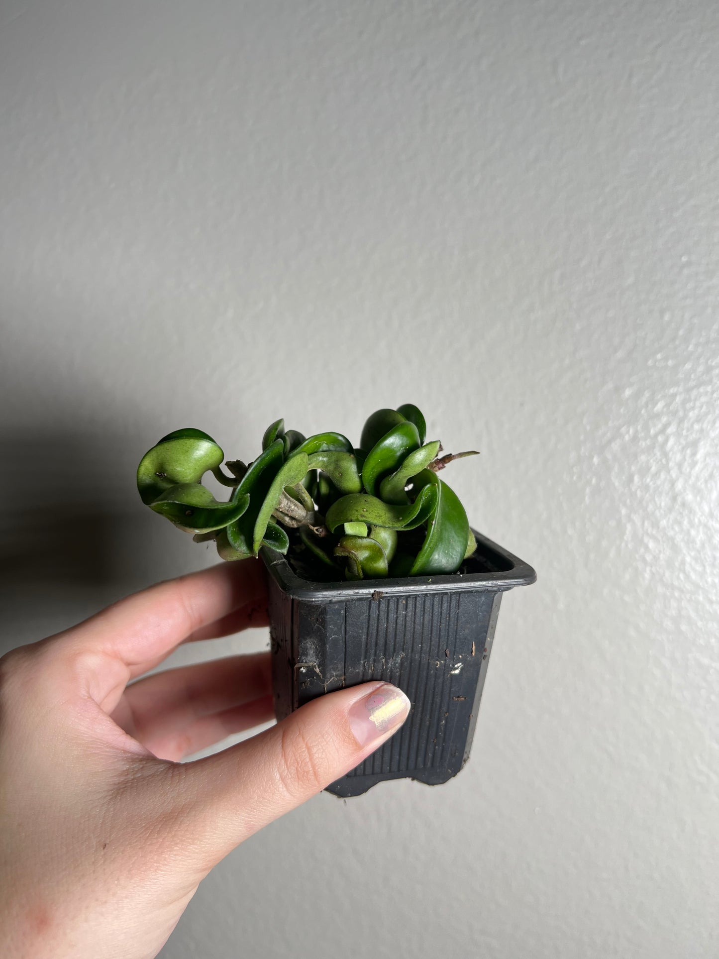3” Hoya Carnosa Compacta (Hindu Rope)