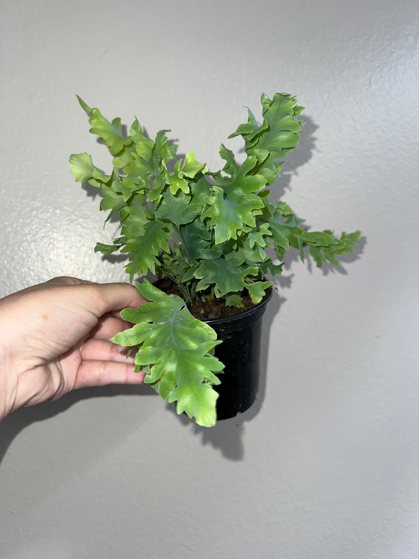 4” Lettuce Fern