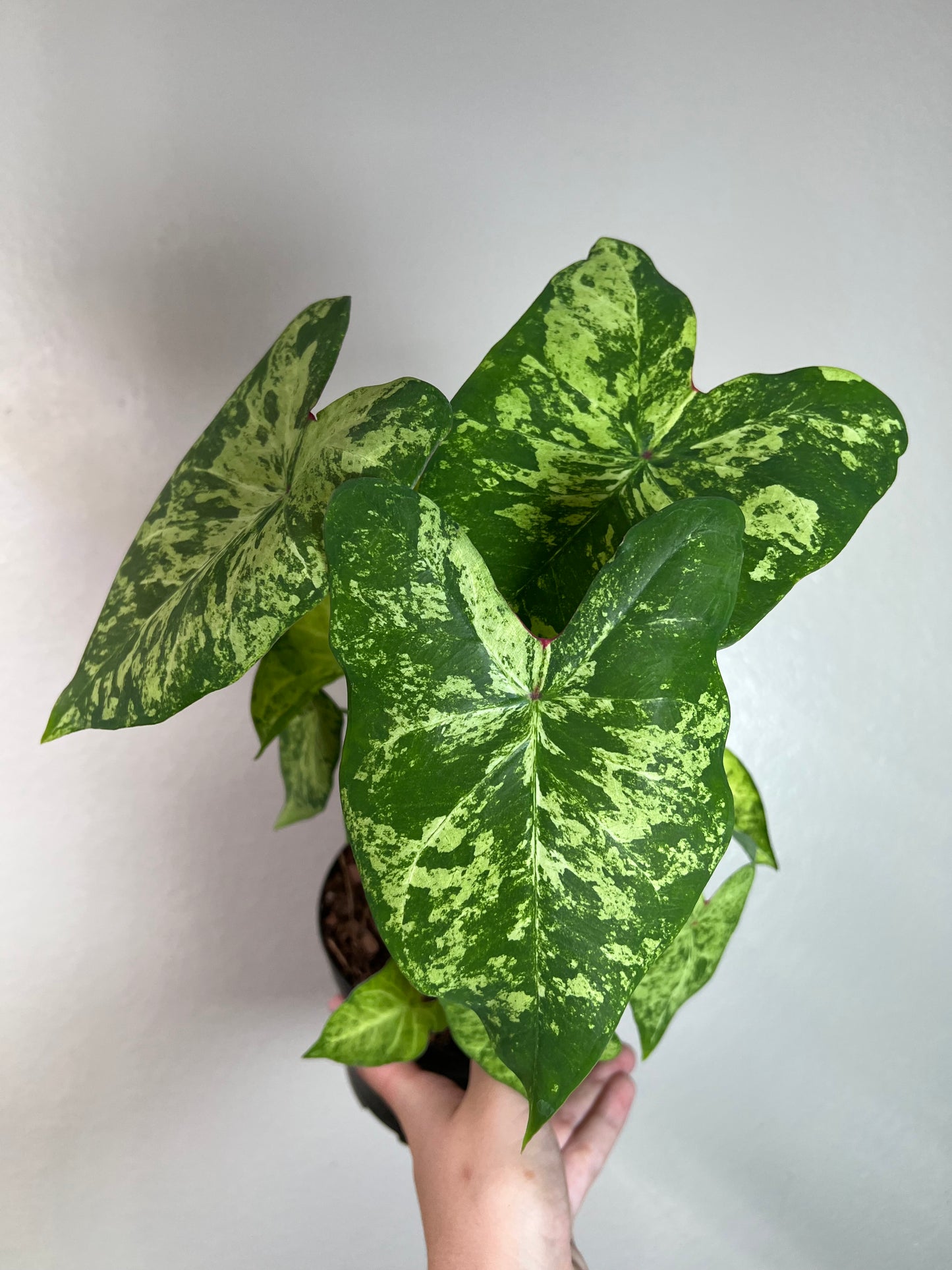 6” Caladium ‘Frog in a Blender’