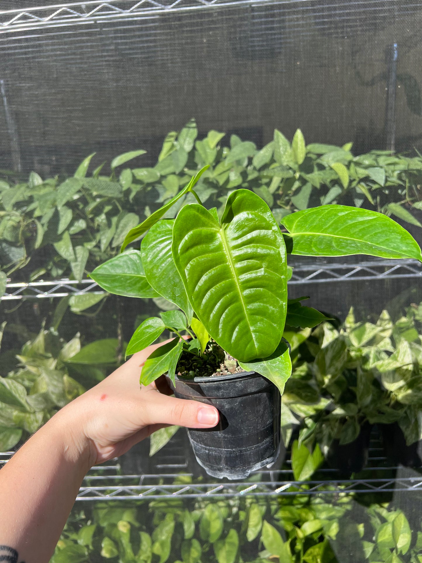4" Anthurium Veitchii King