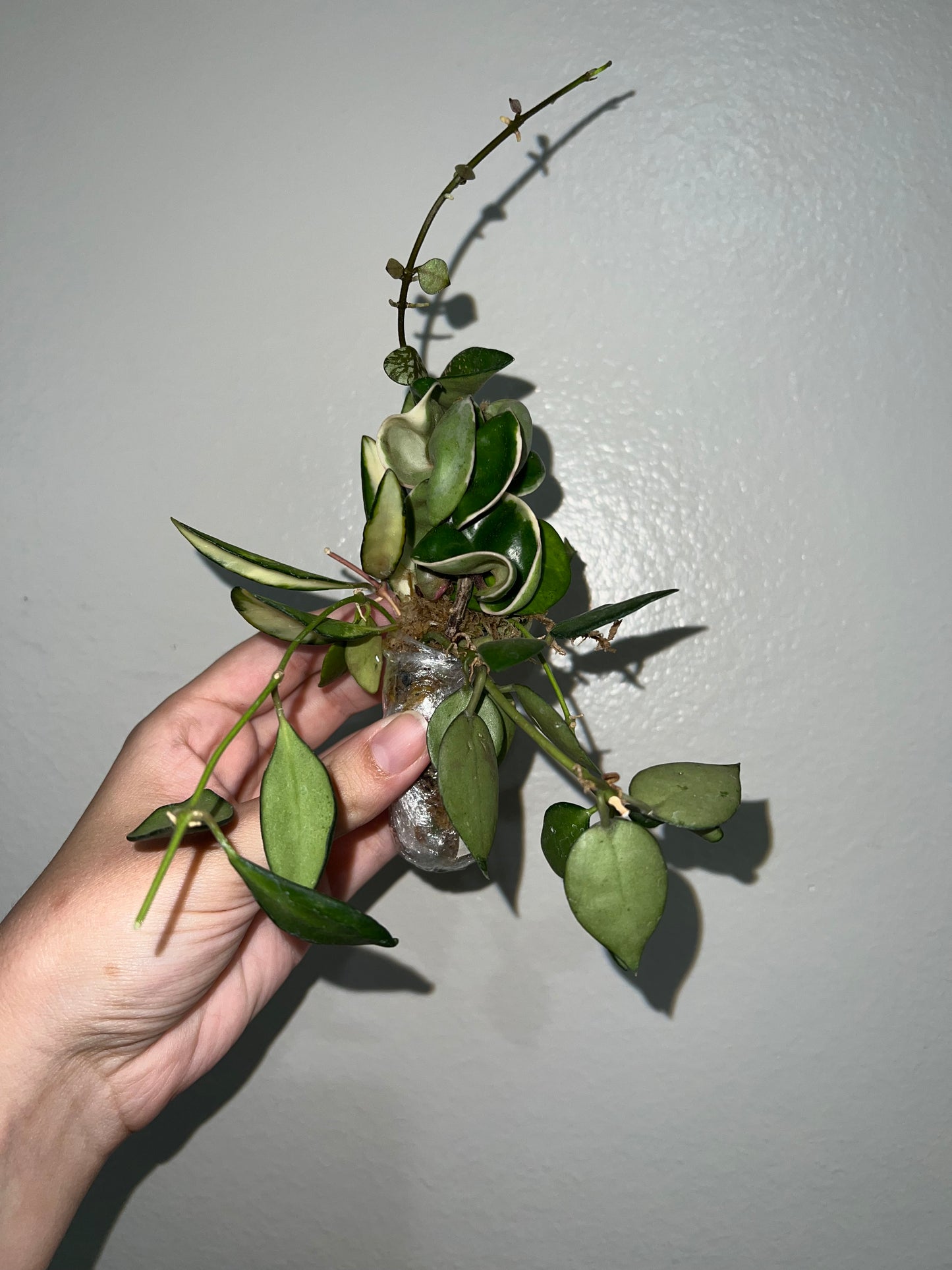 Hoya Cuttings Bundle