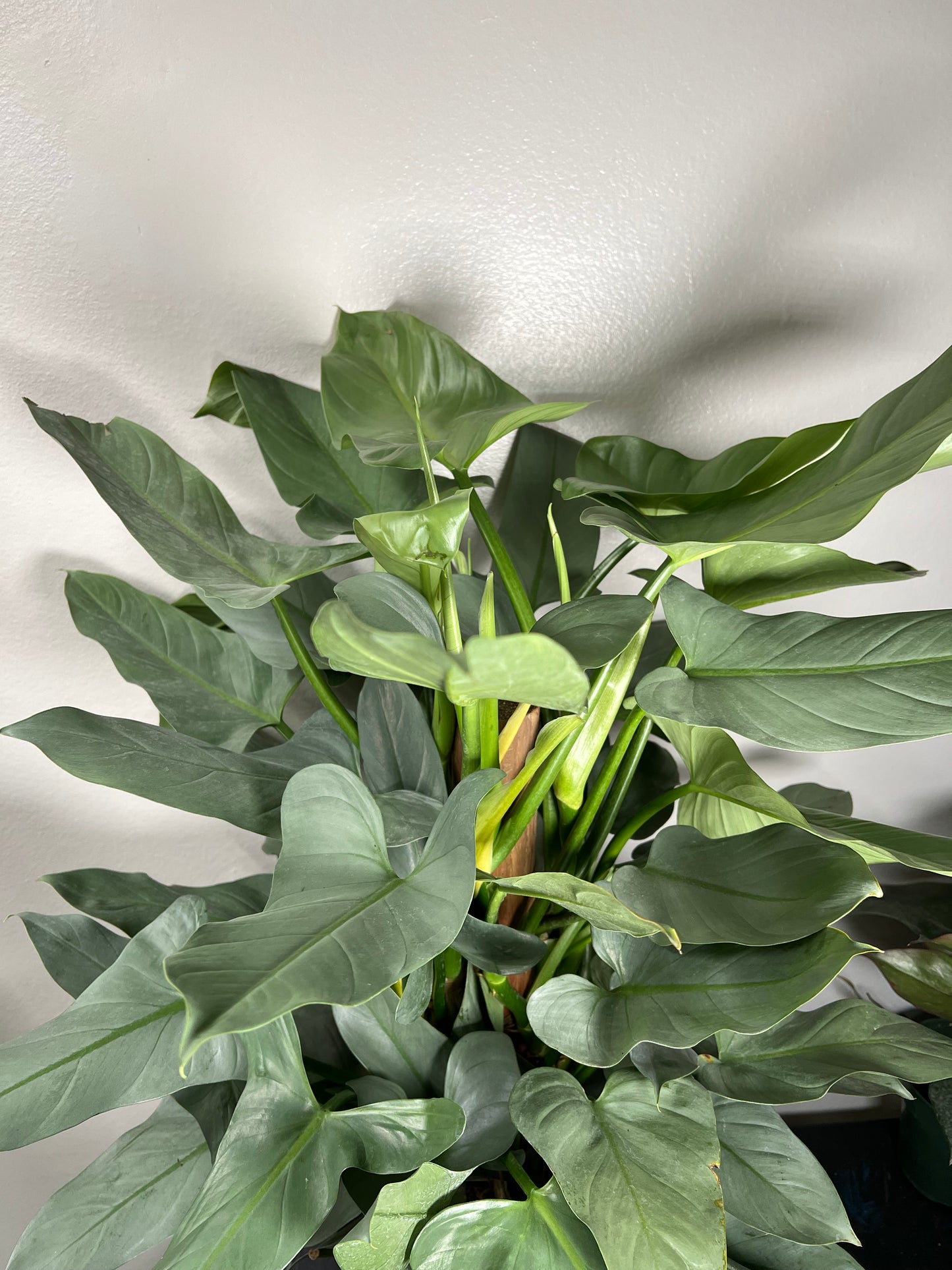 8” Philodendron Silver Sword Totem