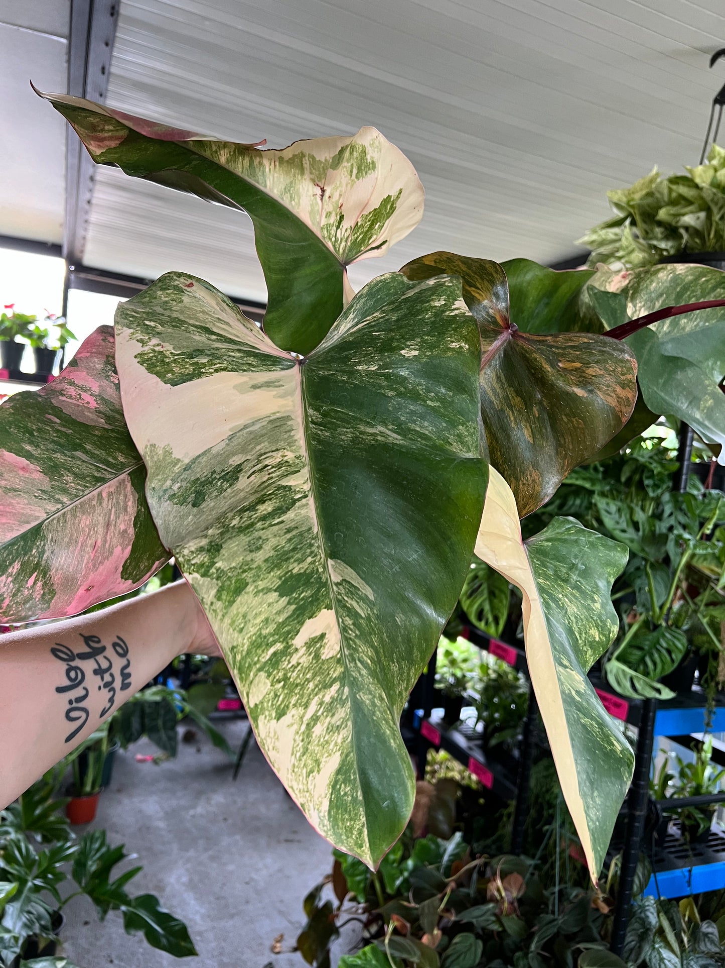 6” Philodendron Strawberry Shake