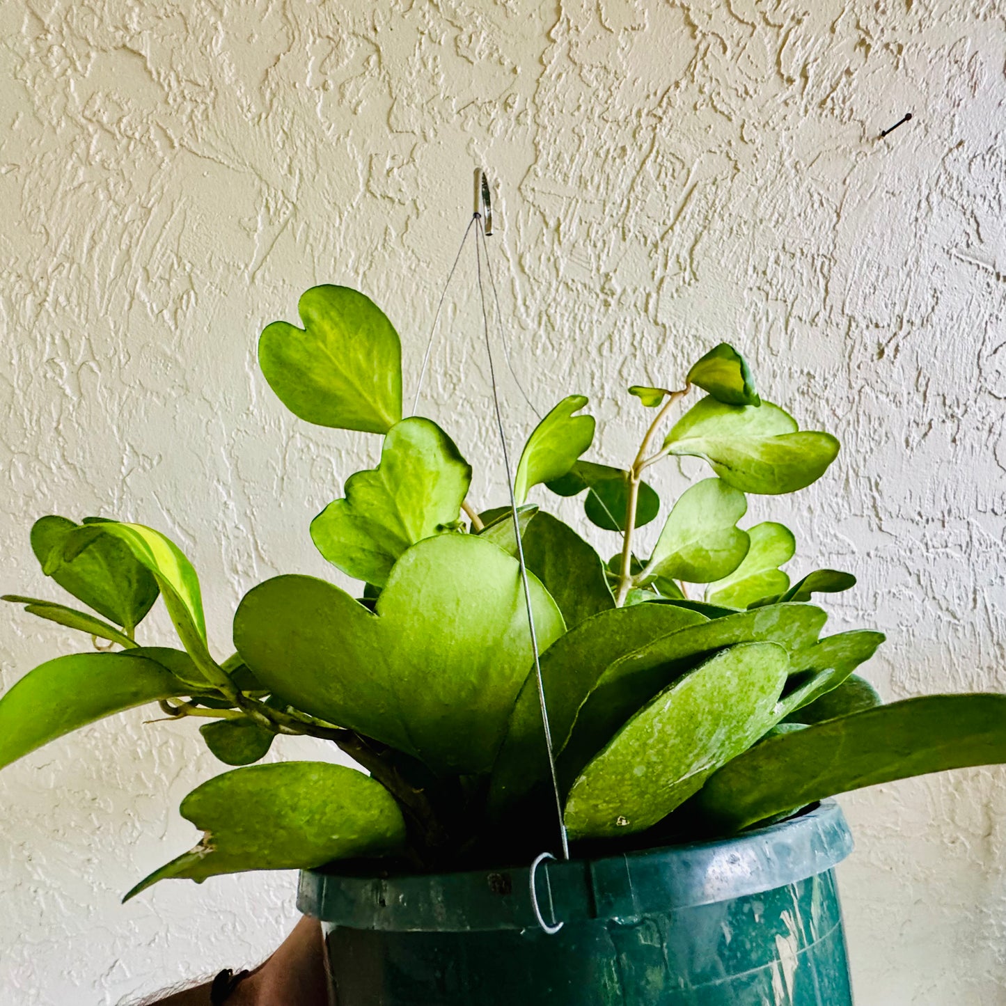 8” Hoya Kerri Picta Hanging Basket