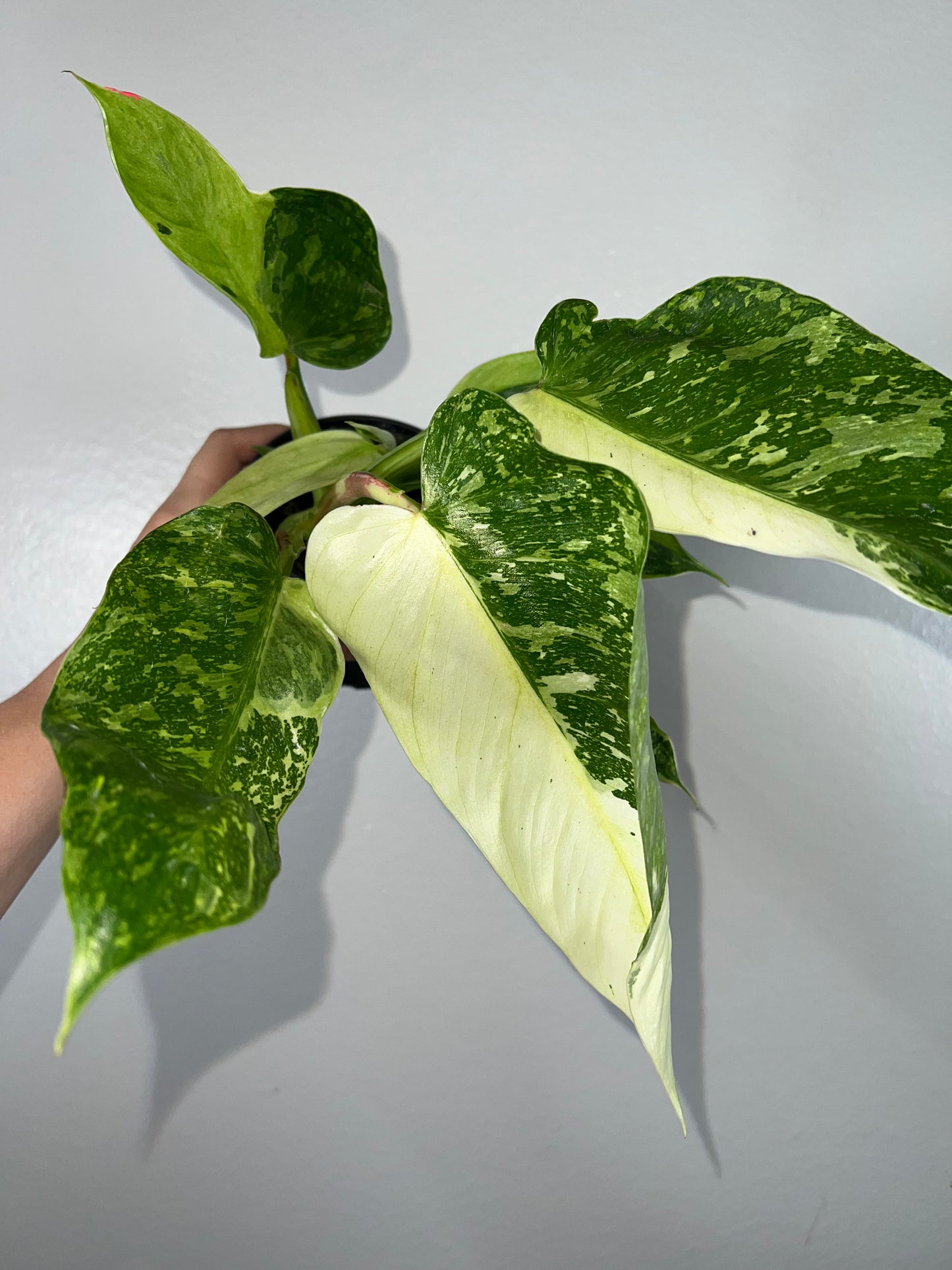 4” Philodendron Jose Buono