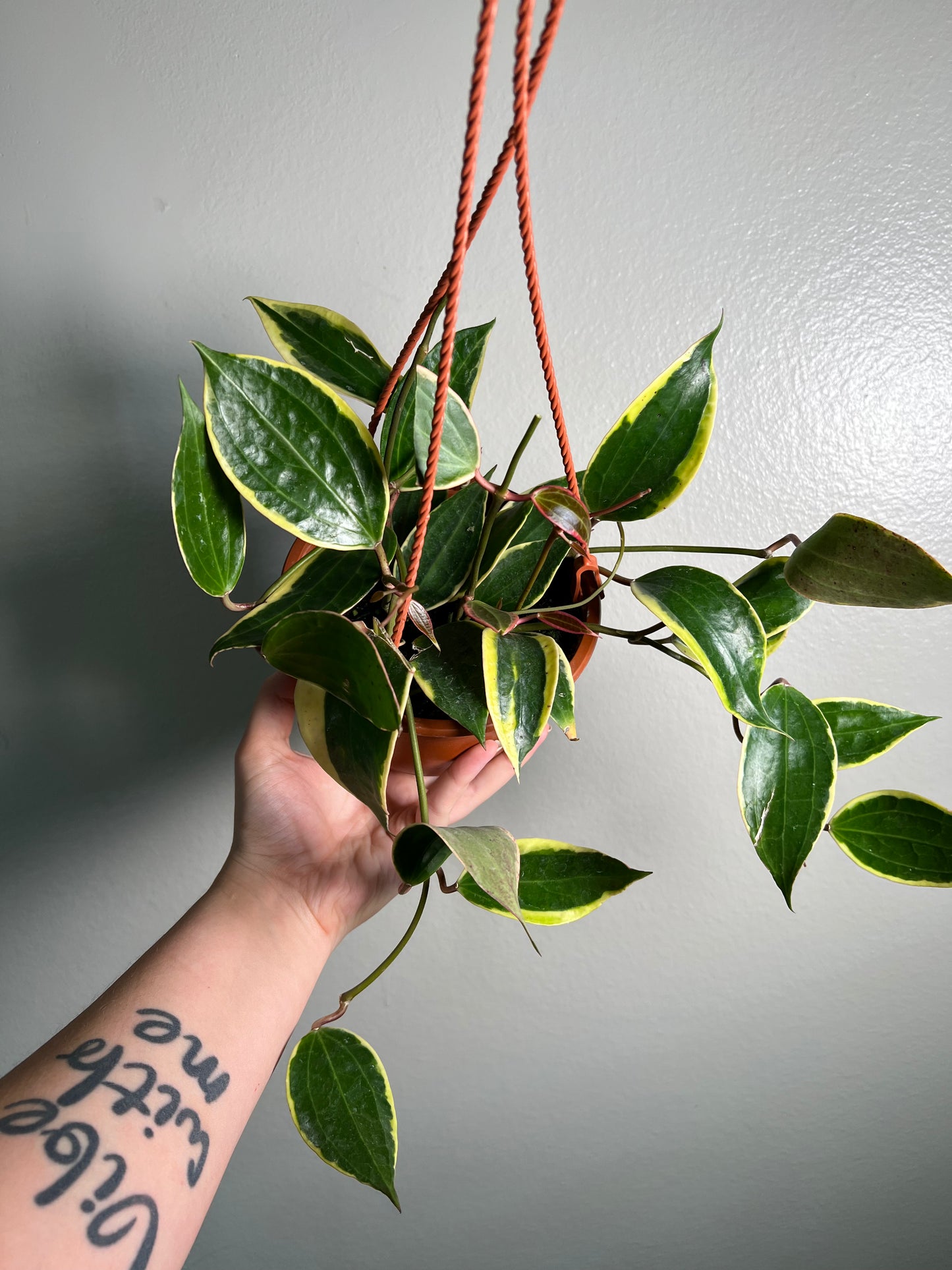 6” Hoya Macrophylla Outer Variegated Hanging Basket