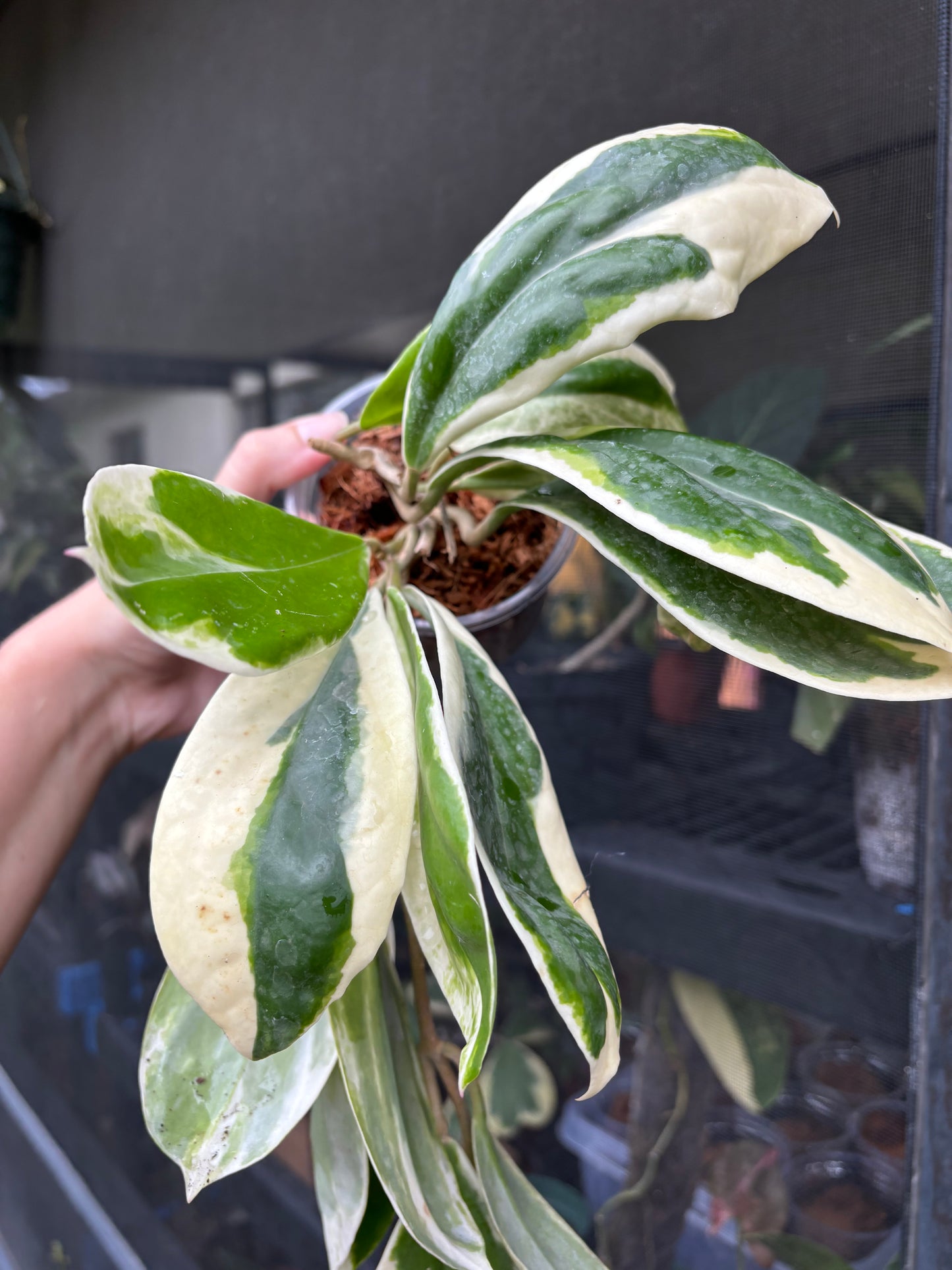 4” Hoya Incrassata Albomarginata ‘Eclipse’