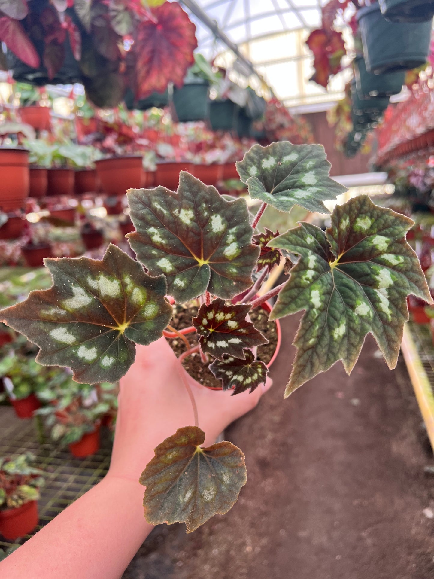 4” Begonia ‘Palmata Dark Form’