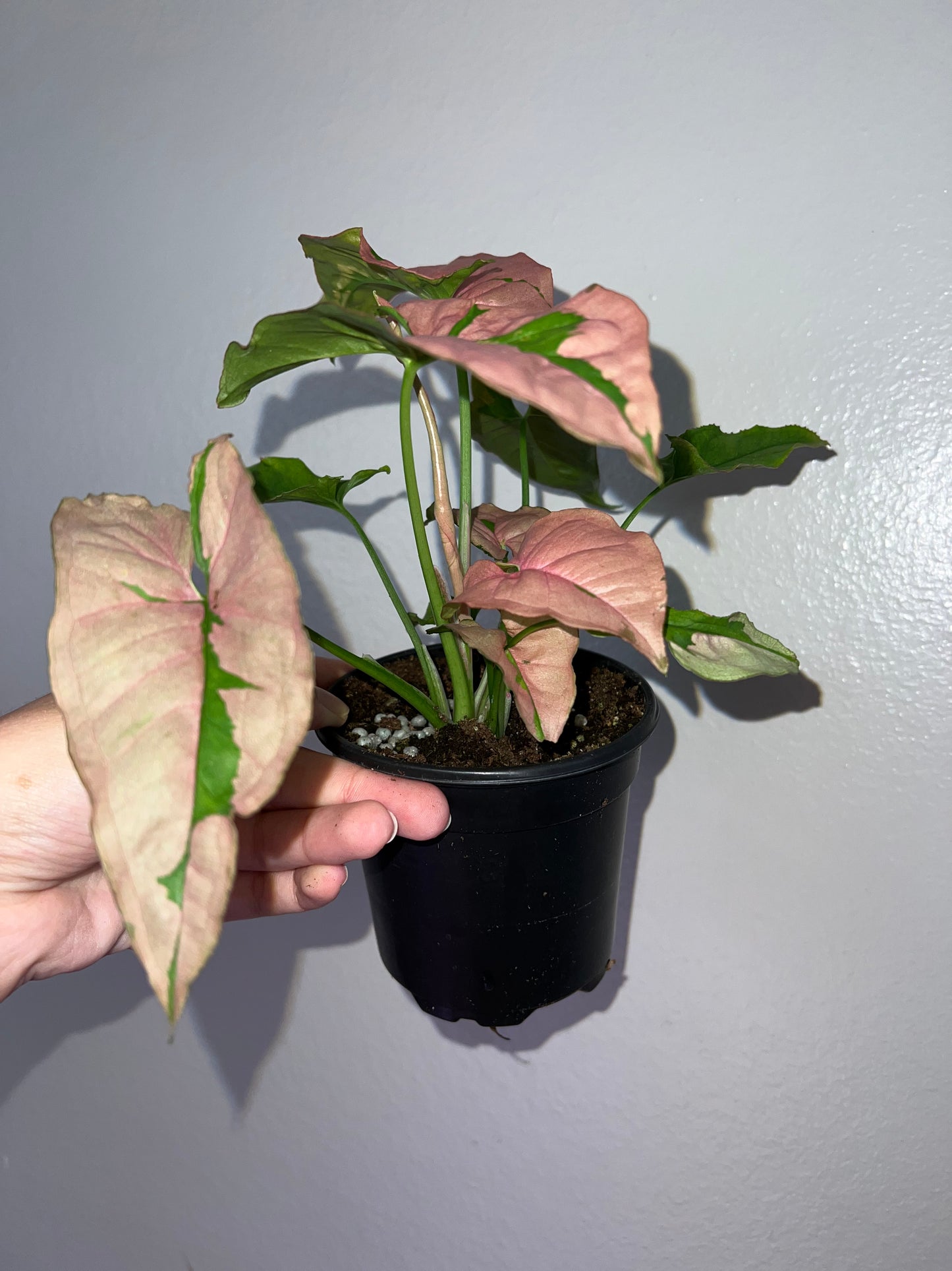 4” Syngonium Pink Lava