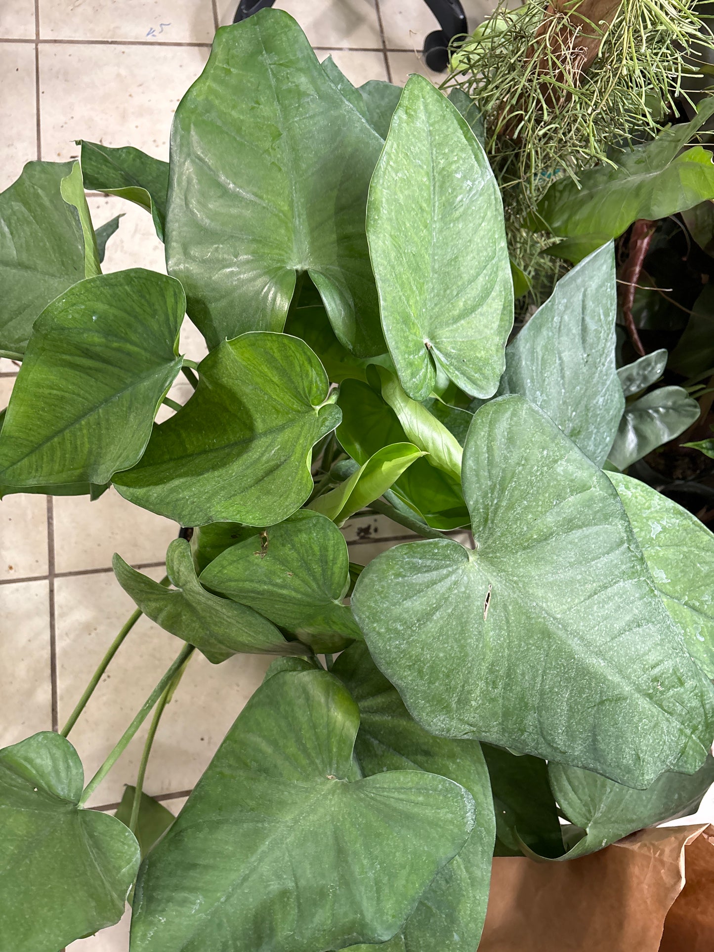 8” GIANT Syngonium Chiapense Hanging Basket