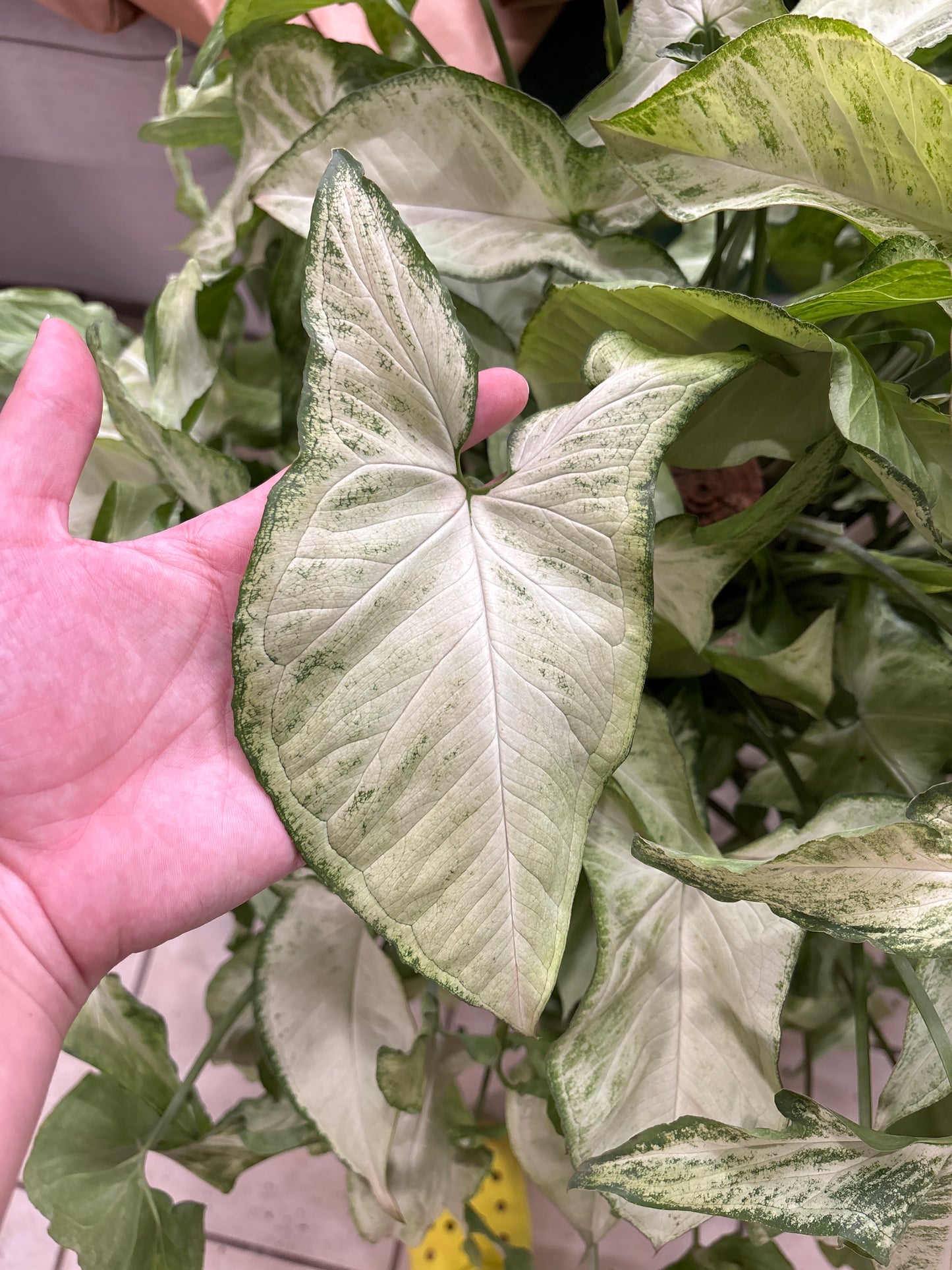 8” Syngonium Holly Totem