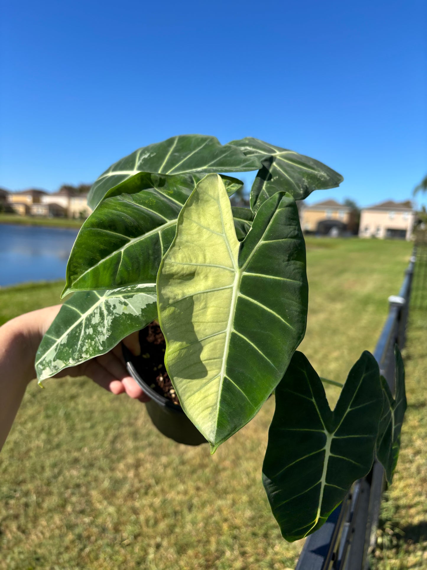 6” Variegated Alocasia Frydek