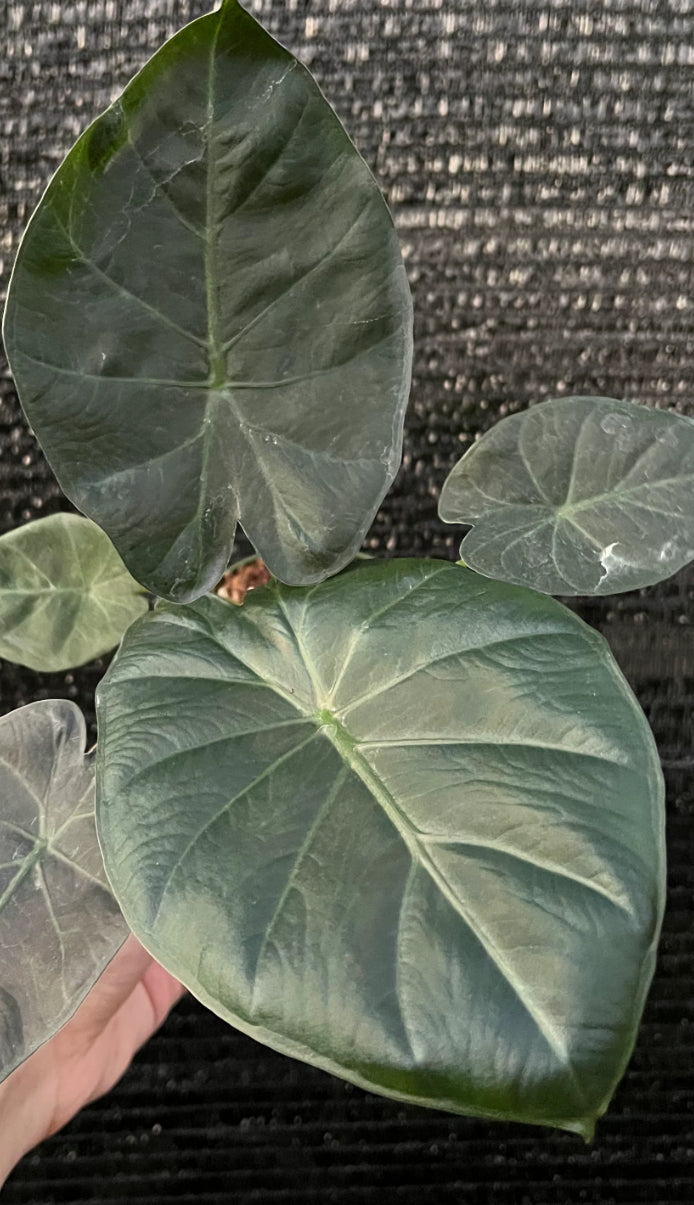 CORMS: Alocasia Regal Shield
