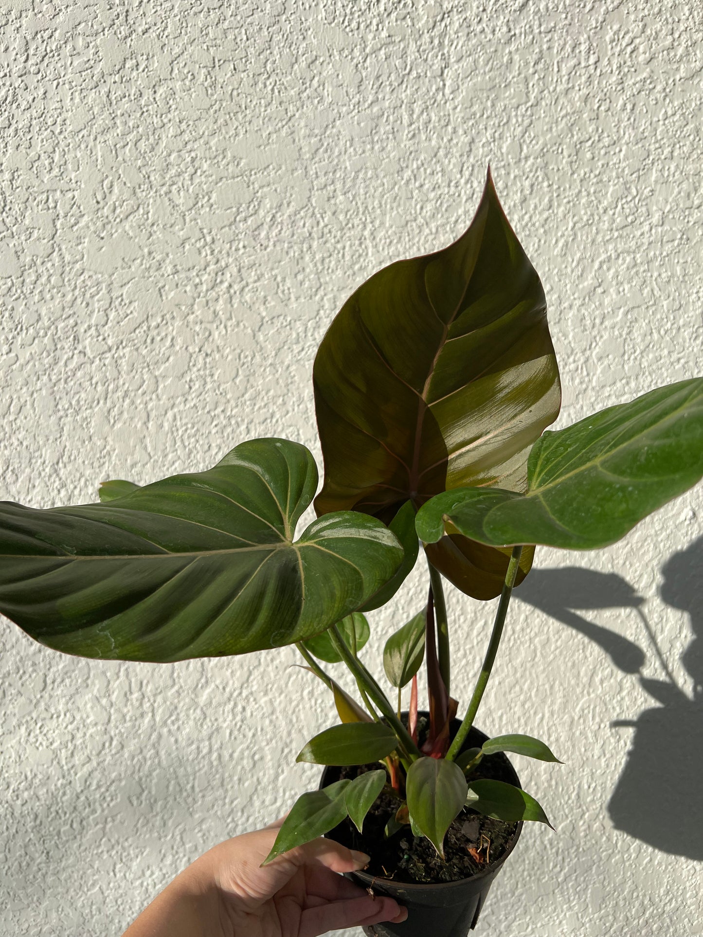 6” Philodendron Summer Glory