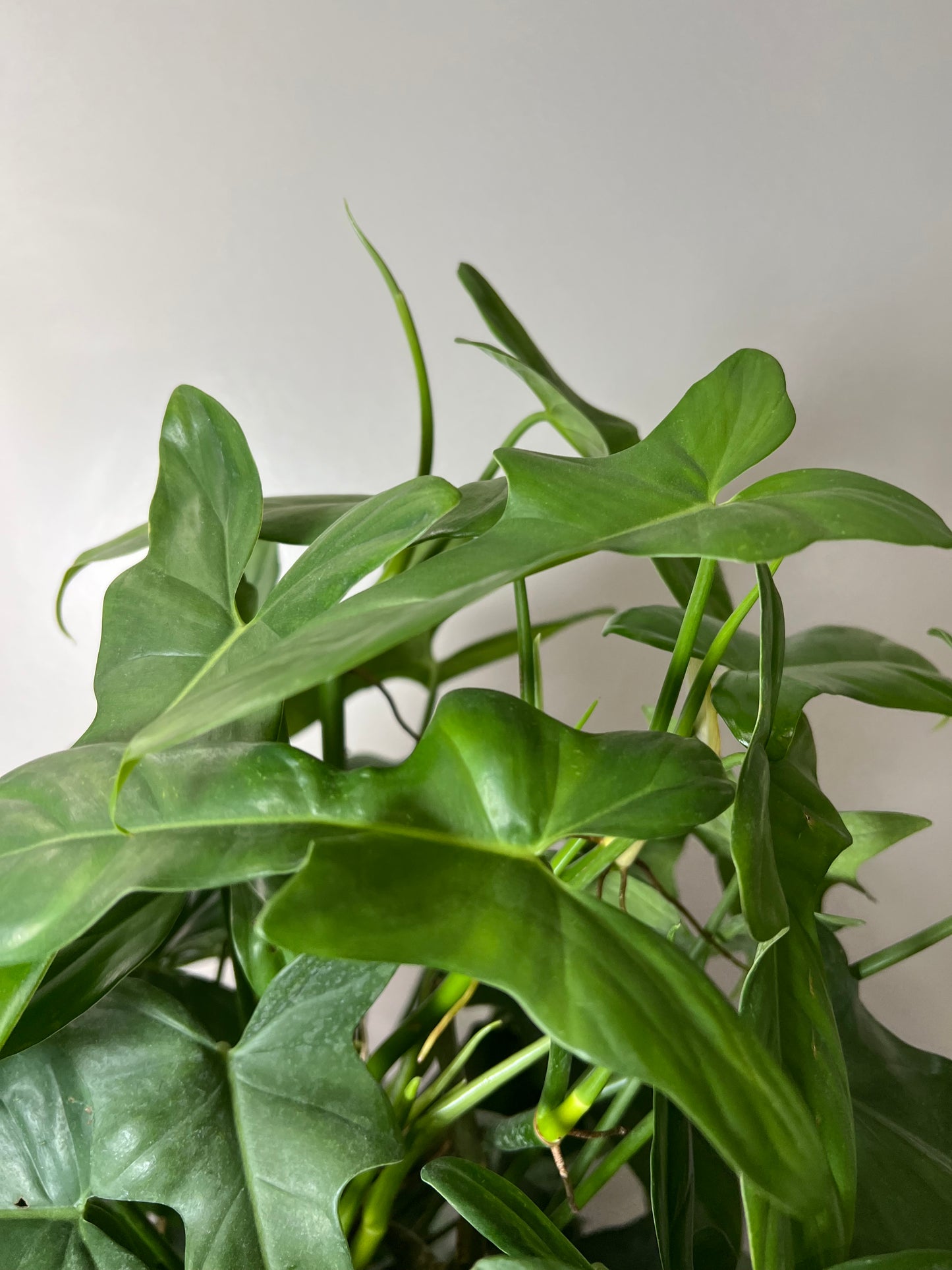8” Philodendron Panduriforme Totem (Wolfs Head)