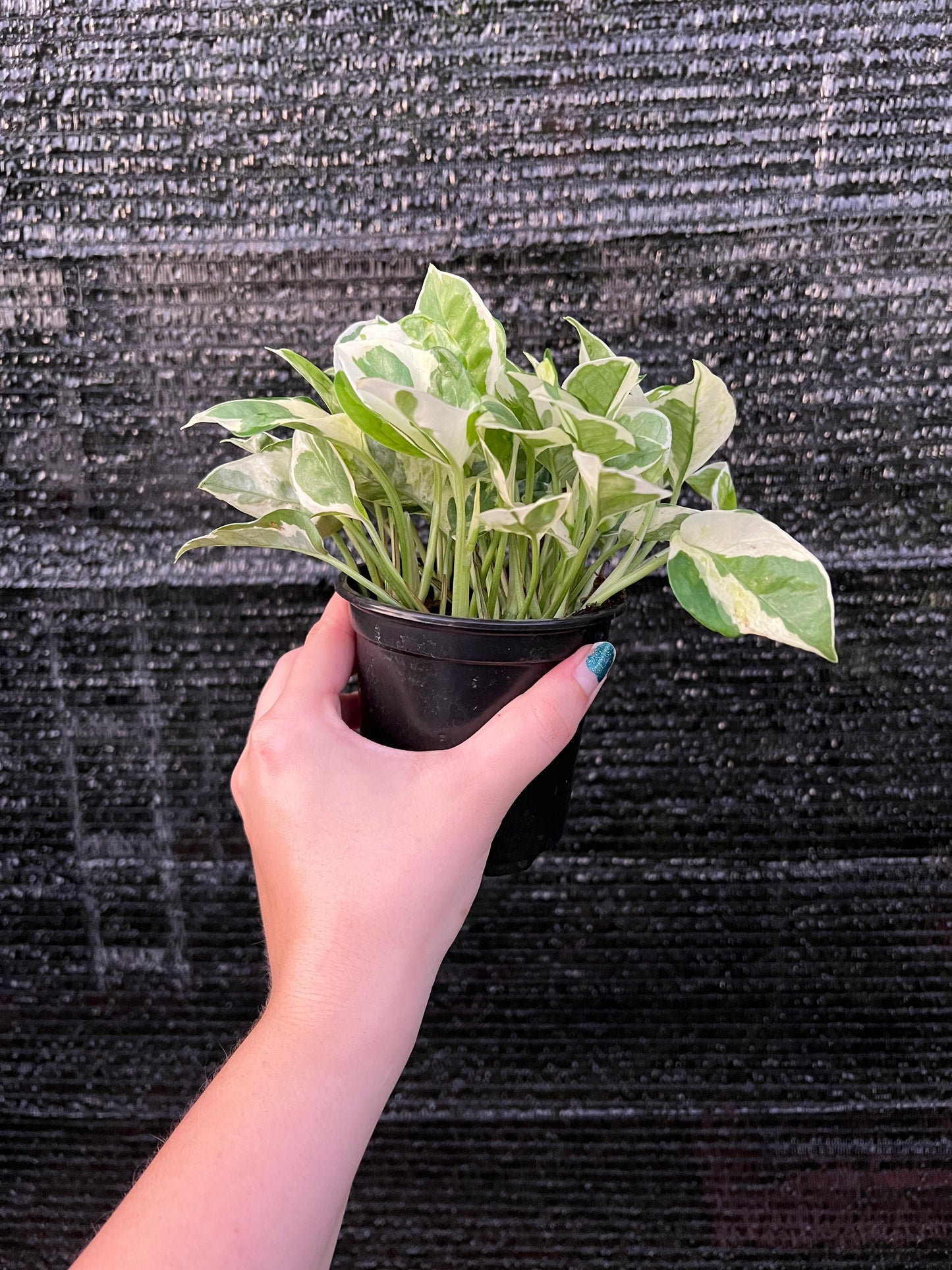 4” Epipremnum ‘Pearls n Jade’