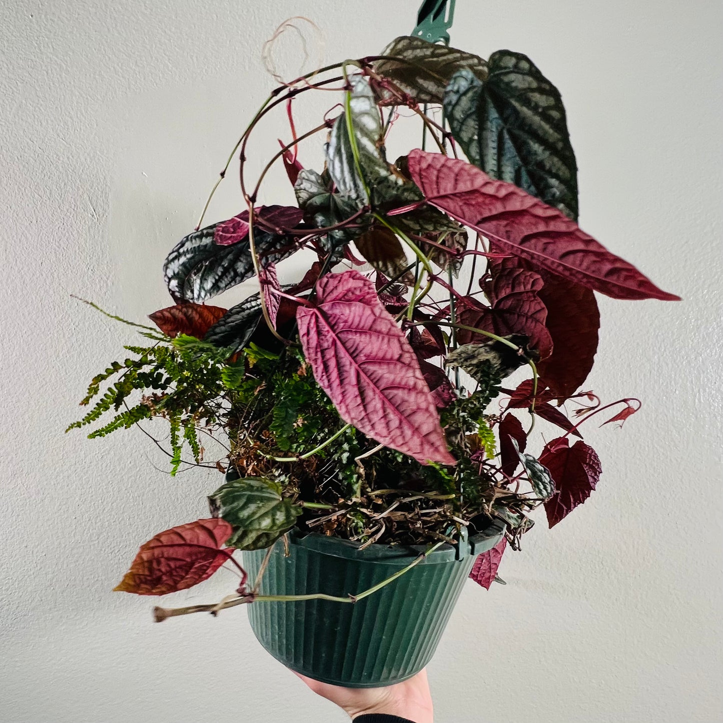 8” Cissus Discolor Hanging Basket